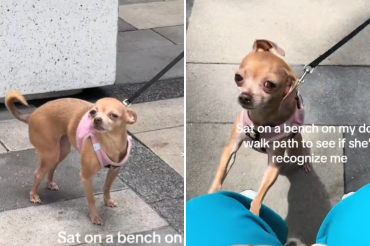Chihuhua