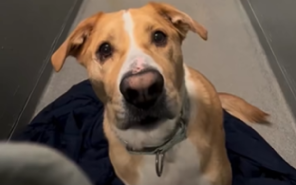 Dog in Shelter 1,170 Days Adopted and Returned Five Times 'Deserves