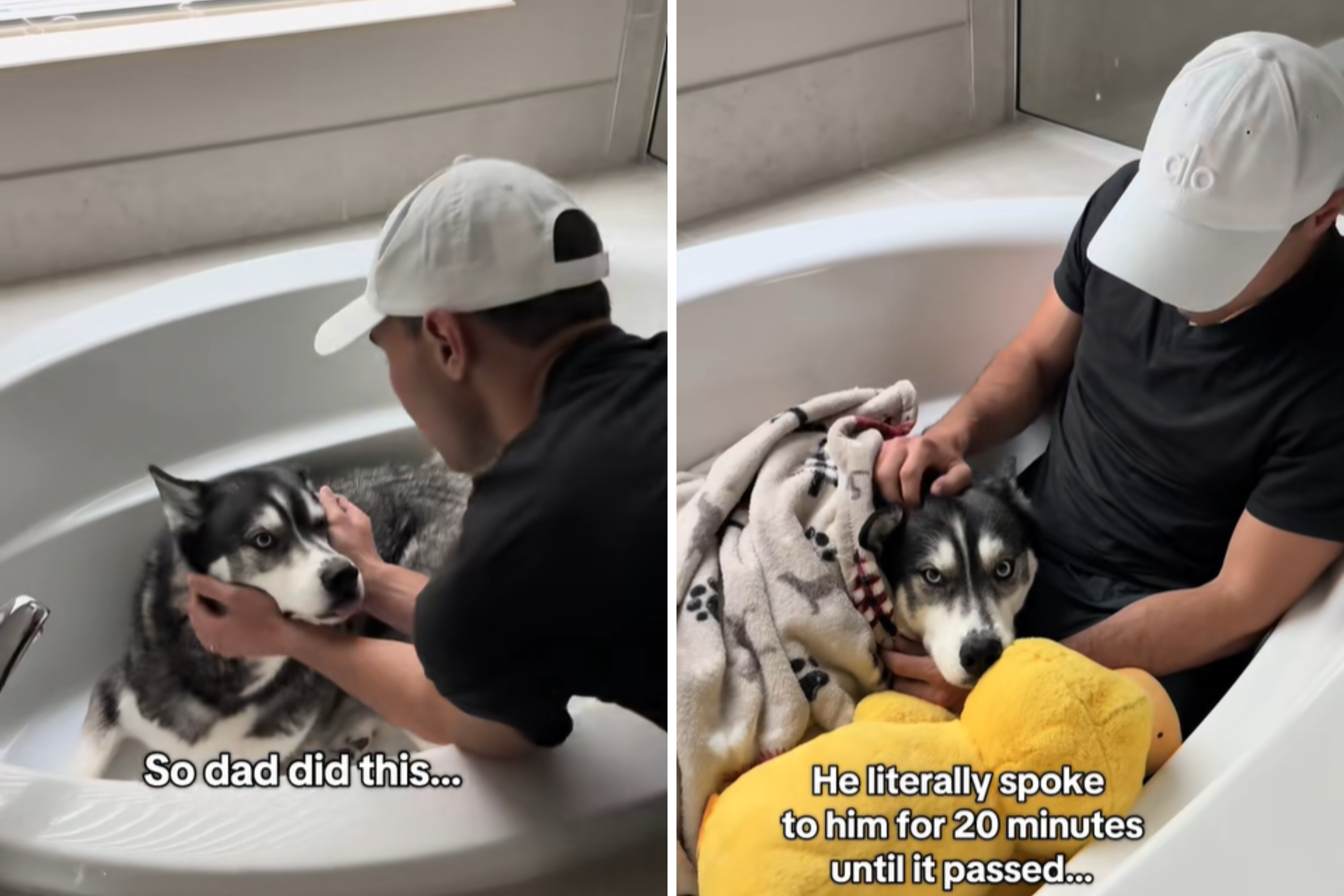 Spøk Husky Meme