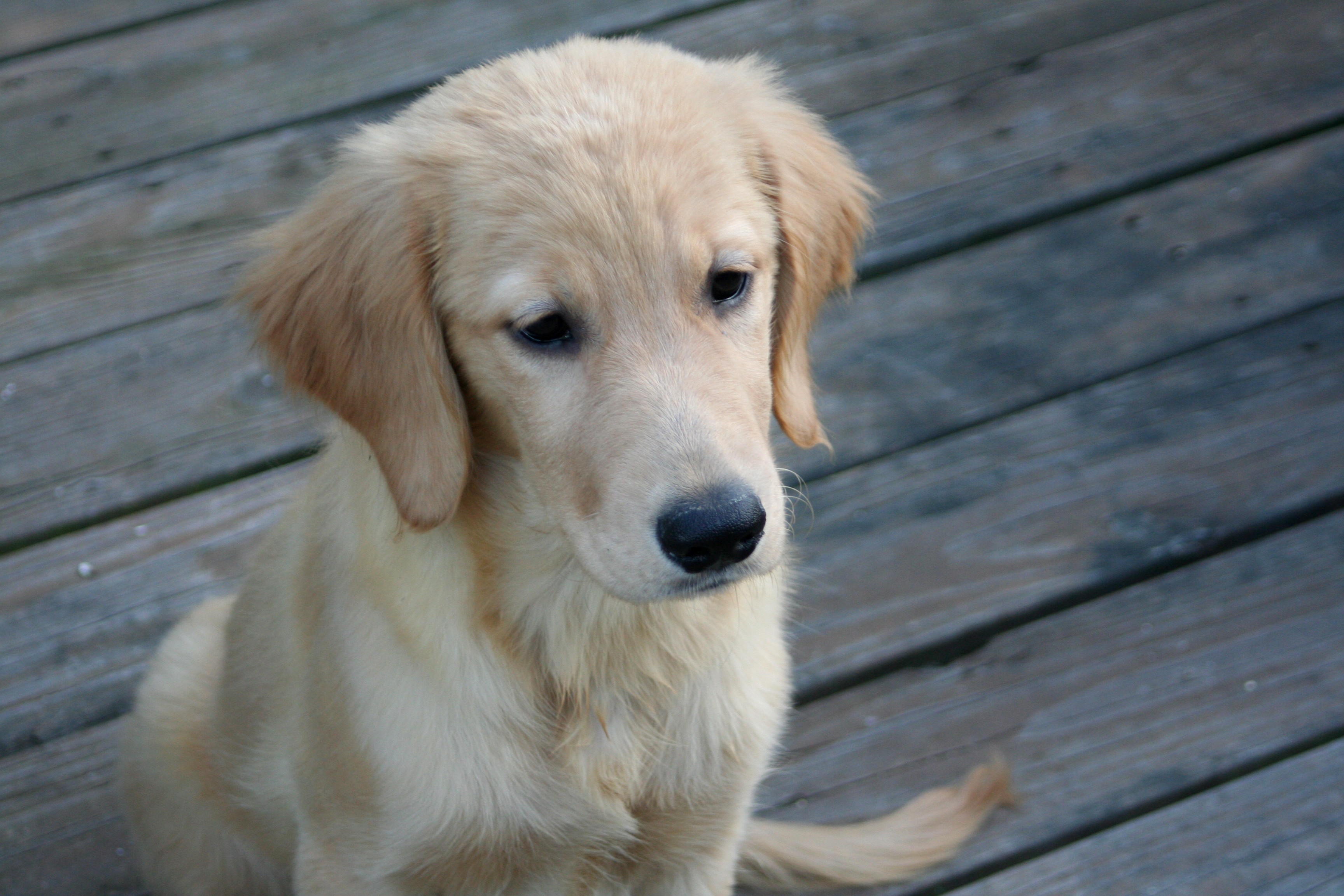 Golden Retriever Puppys Reaction to First Ever Social Event Melts Hearts