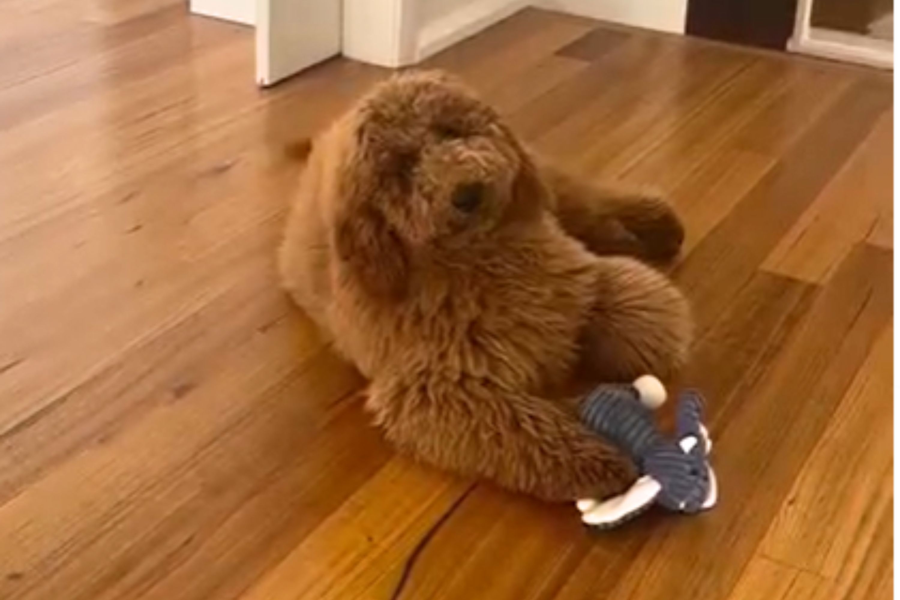 Goldendoodle Owner Asks Groomer for Teddy Bear Chic—Cant Believe Result