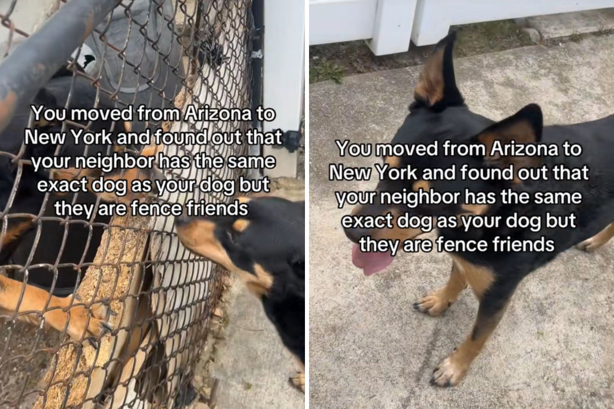 Neighbor dogs meet through fence