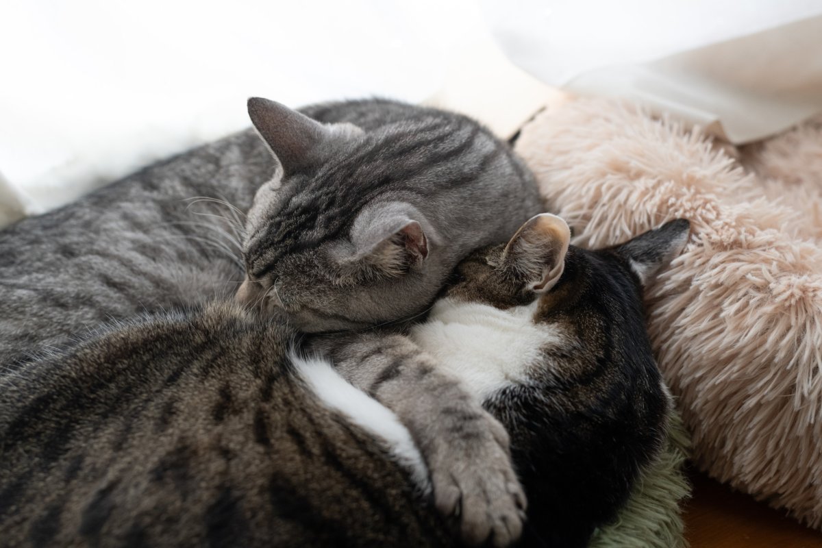 tabby cats napping together