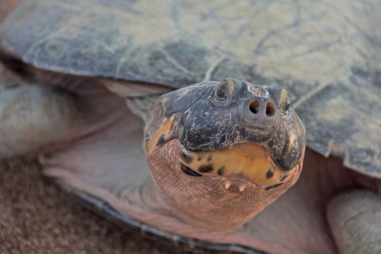 giant-river-turtle