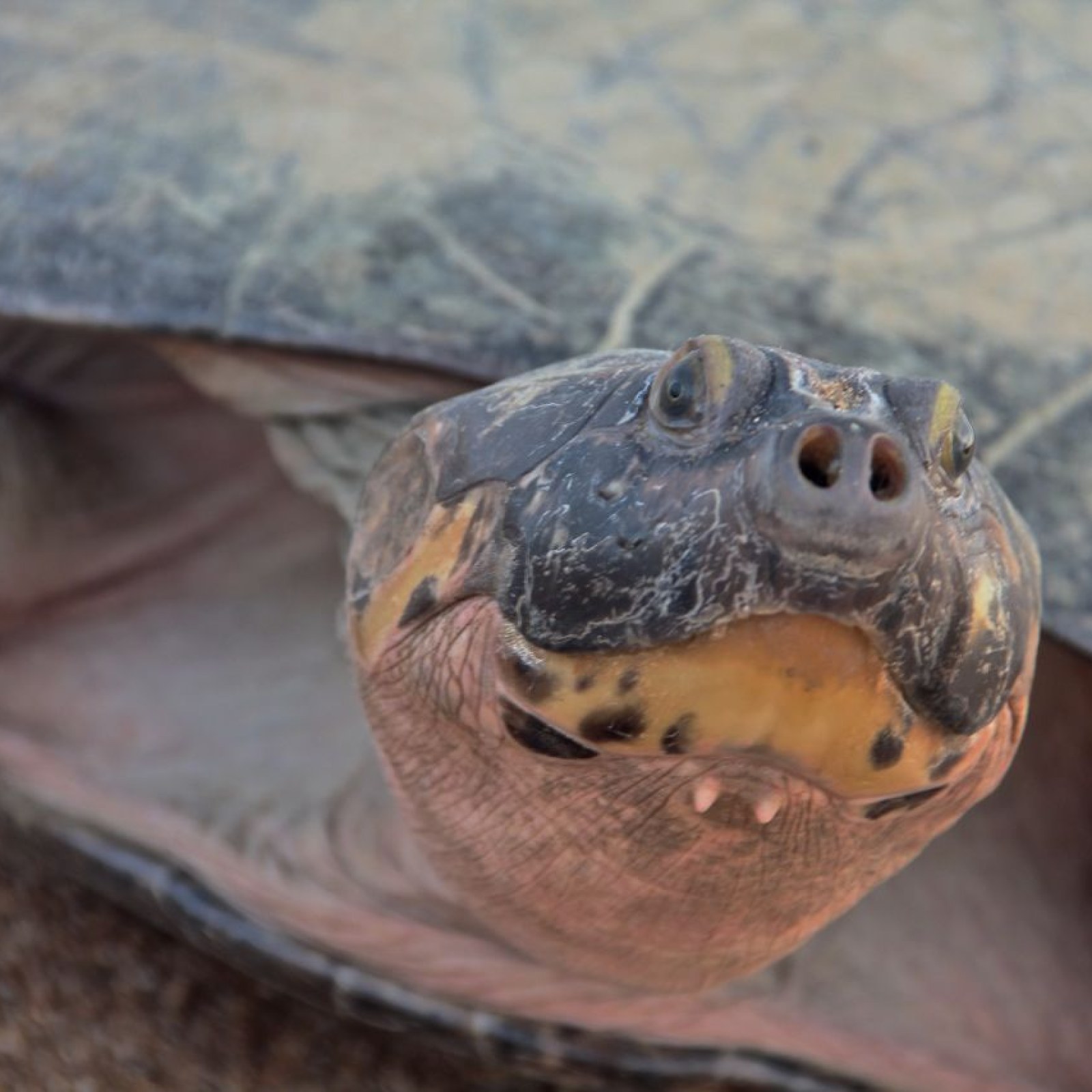 Turtles 'Talk' to Each Other, Parents Call Out to Offspring