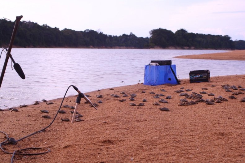 baby-turtles-sound-equipment