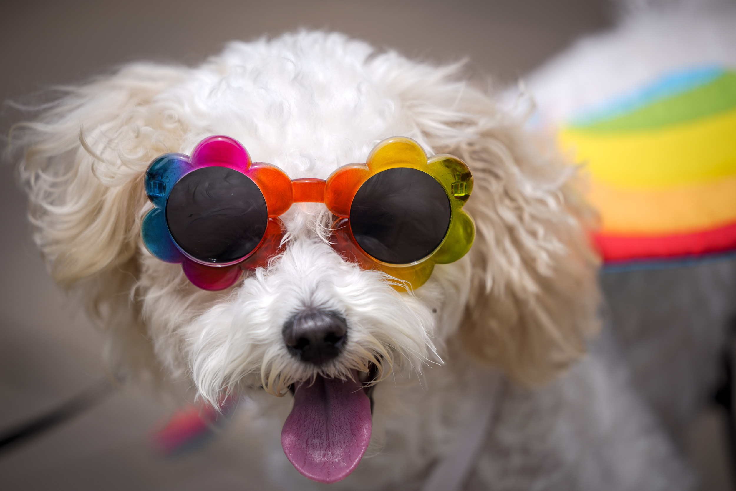 BarkBox CEO Apologizes After Pride Marketing Pause Sparks Backlash