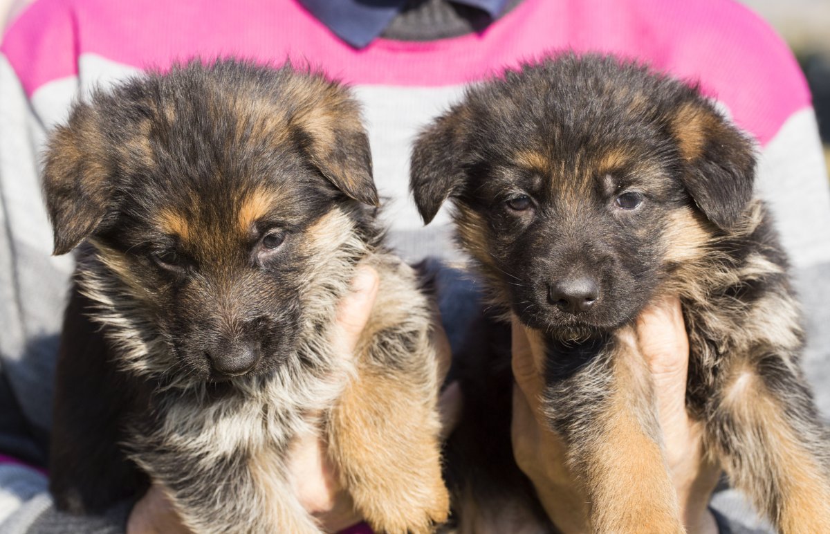owner holding two German shepherd puppies