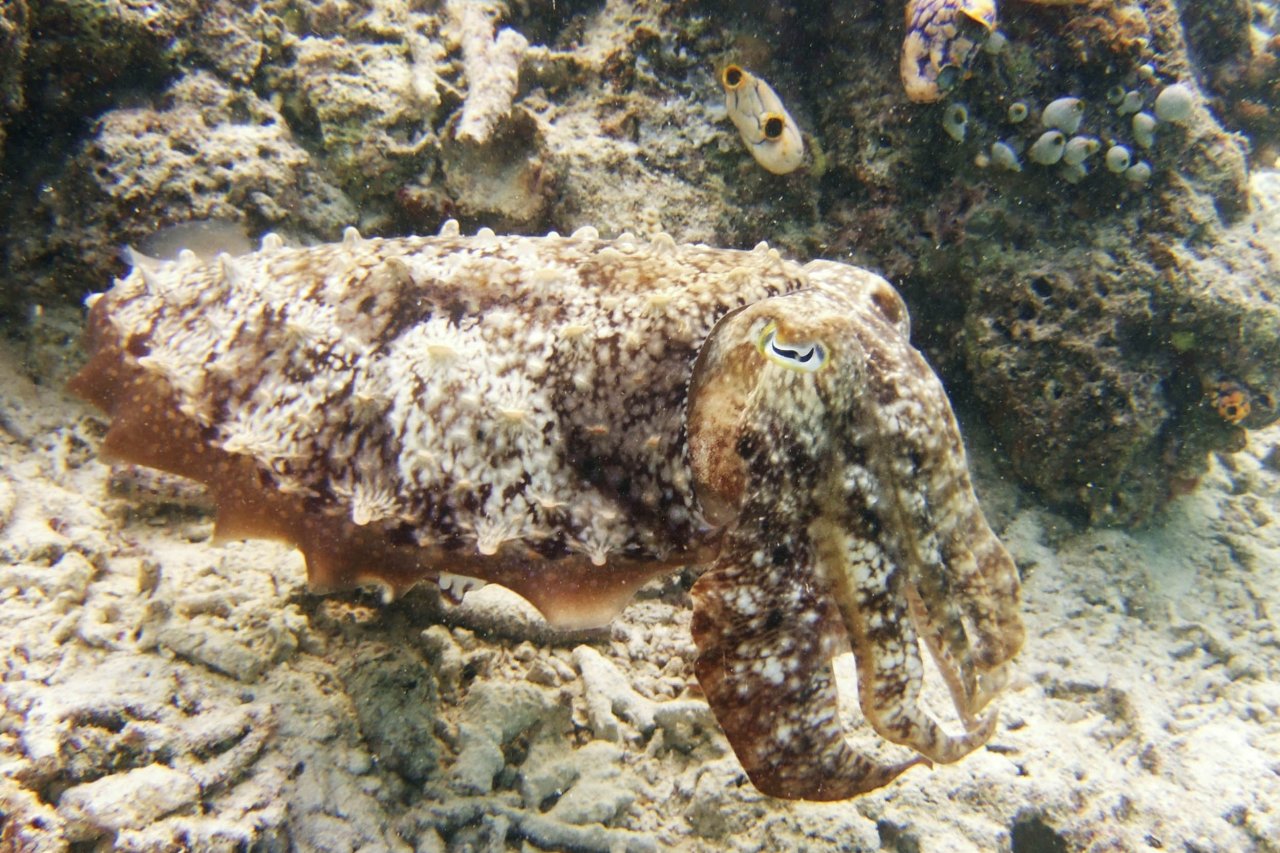 08_19_Cuttlefish