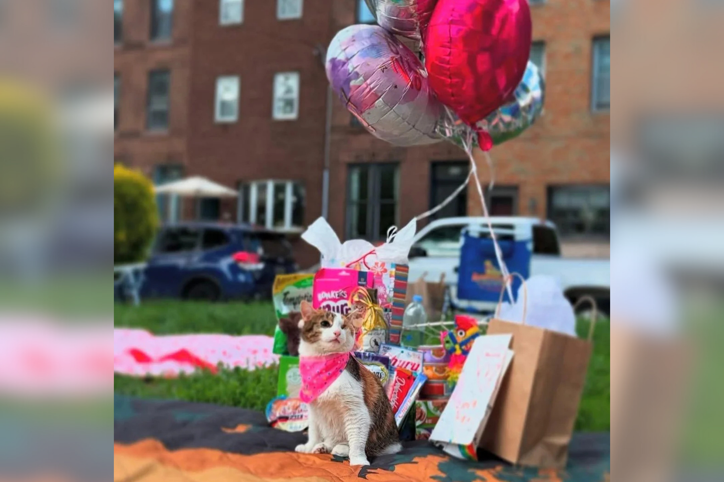 Owner Throws Disabled Cat a Birthday Party—Internet Cant Cope