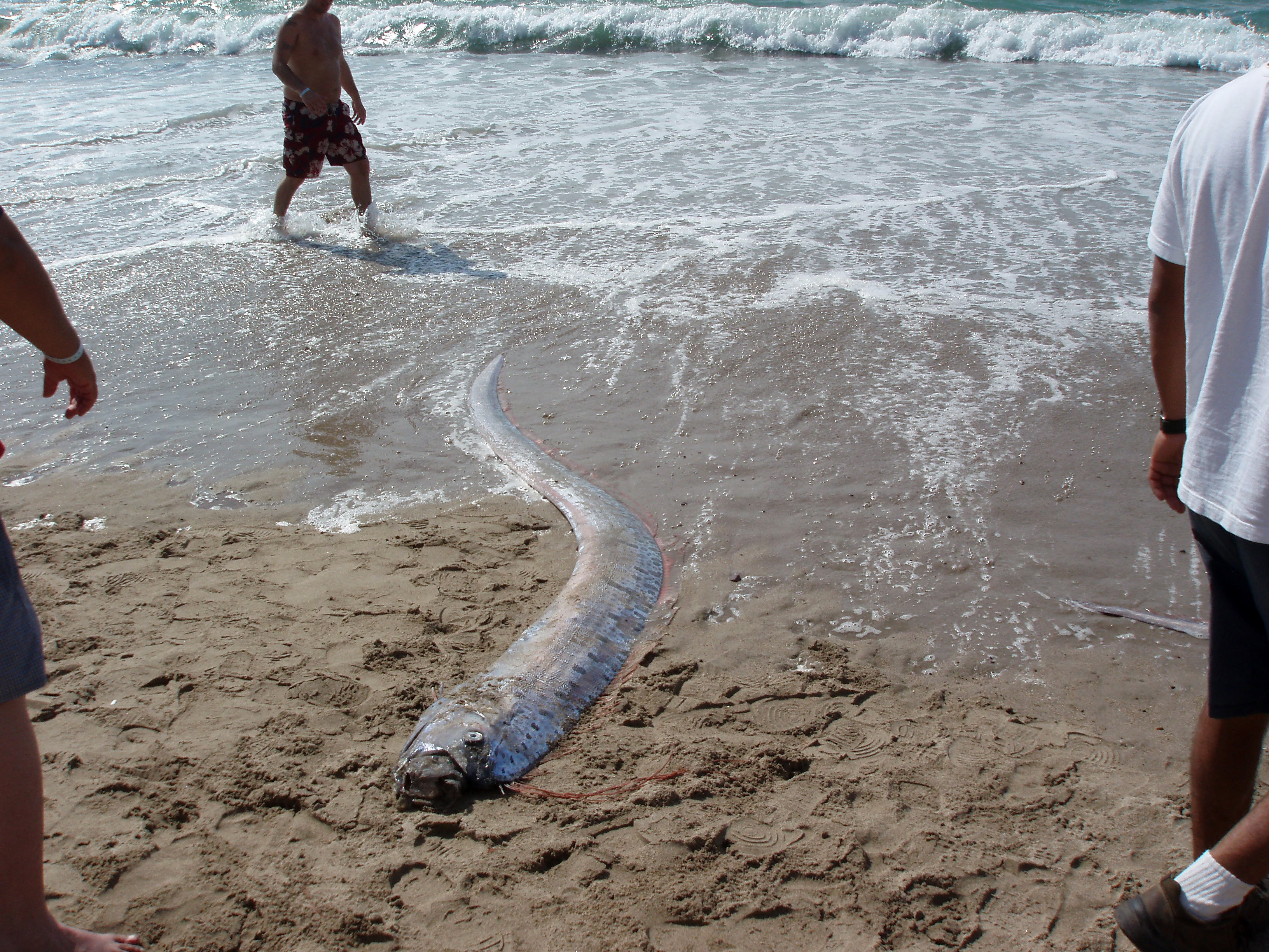 Doomsday Fish Discoveries Spark Fears Of Impending Natural Disaster