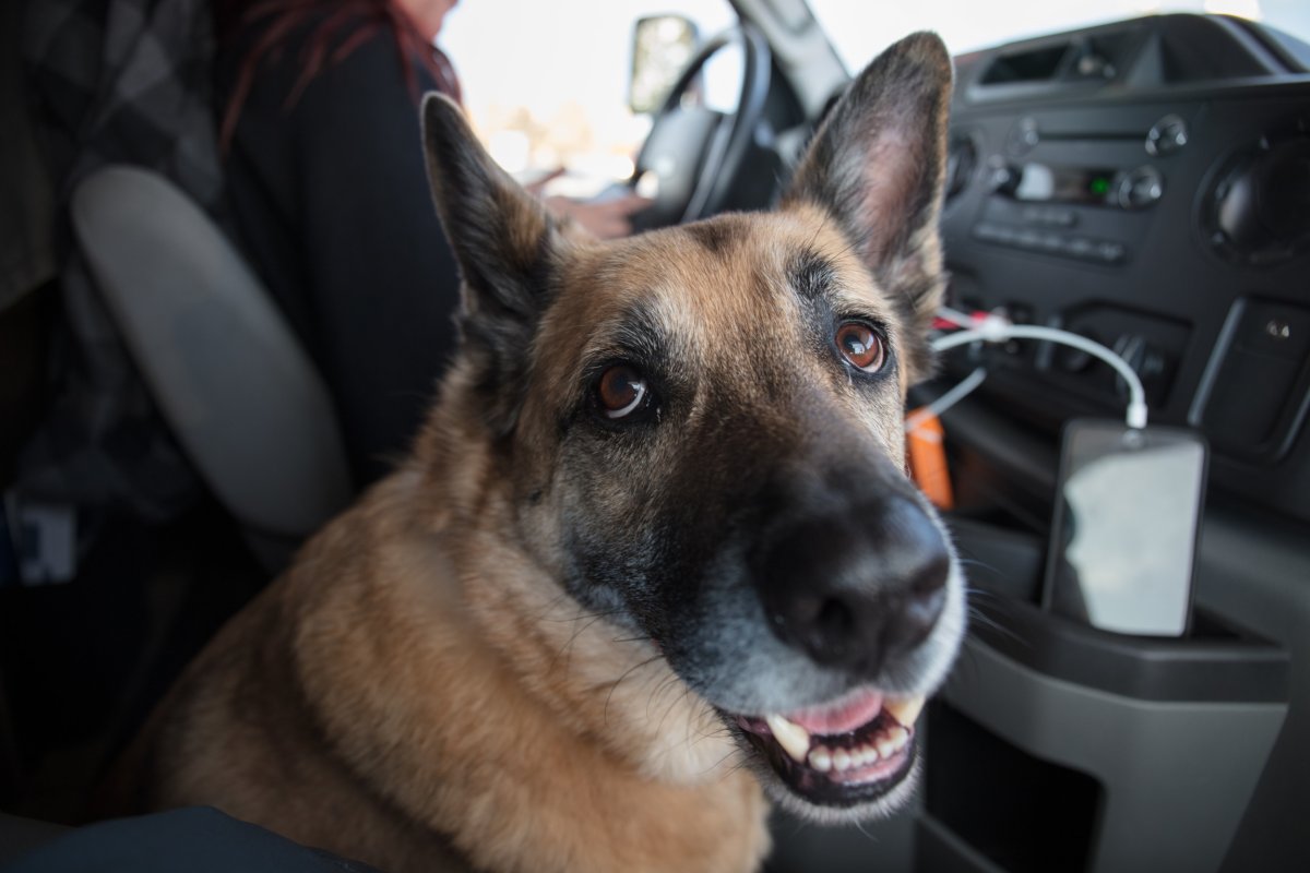 German shepherd in the car