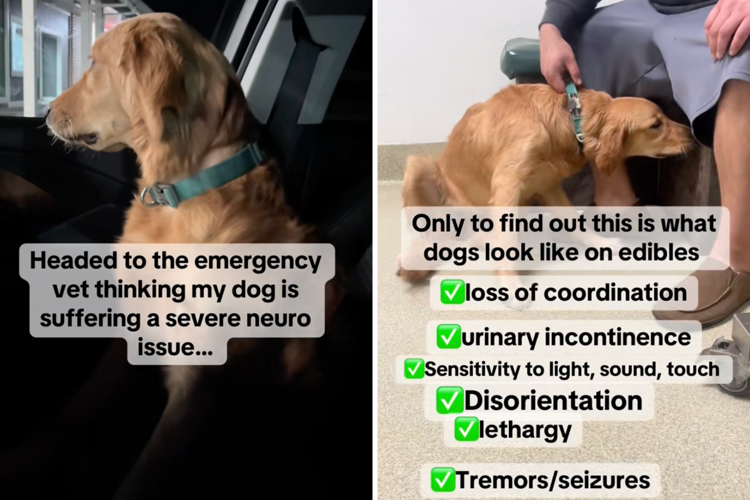 Dog Problems Memes