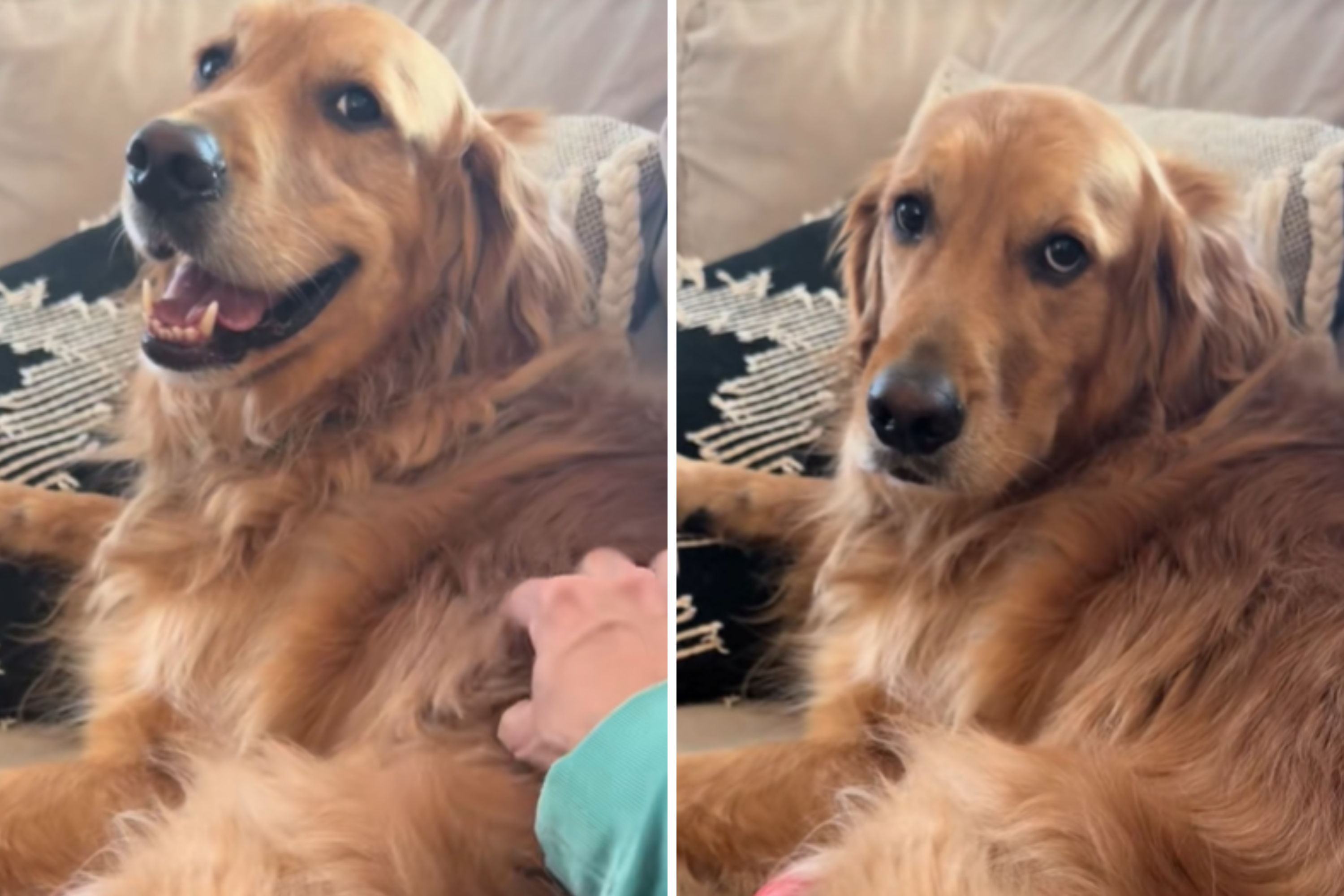 How Golden Retriever Trained Owner To Never Stop Petting Him Goes Viral