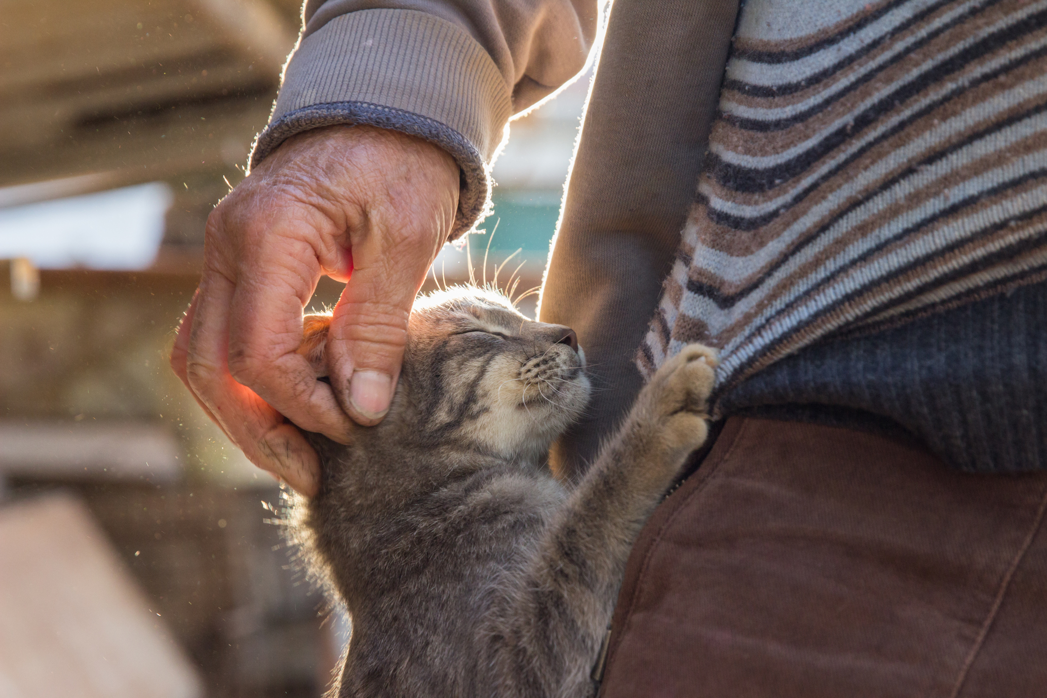 Man Comes Home, Unprepared for What Is Waiting for Him Outside