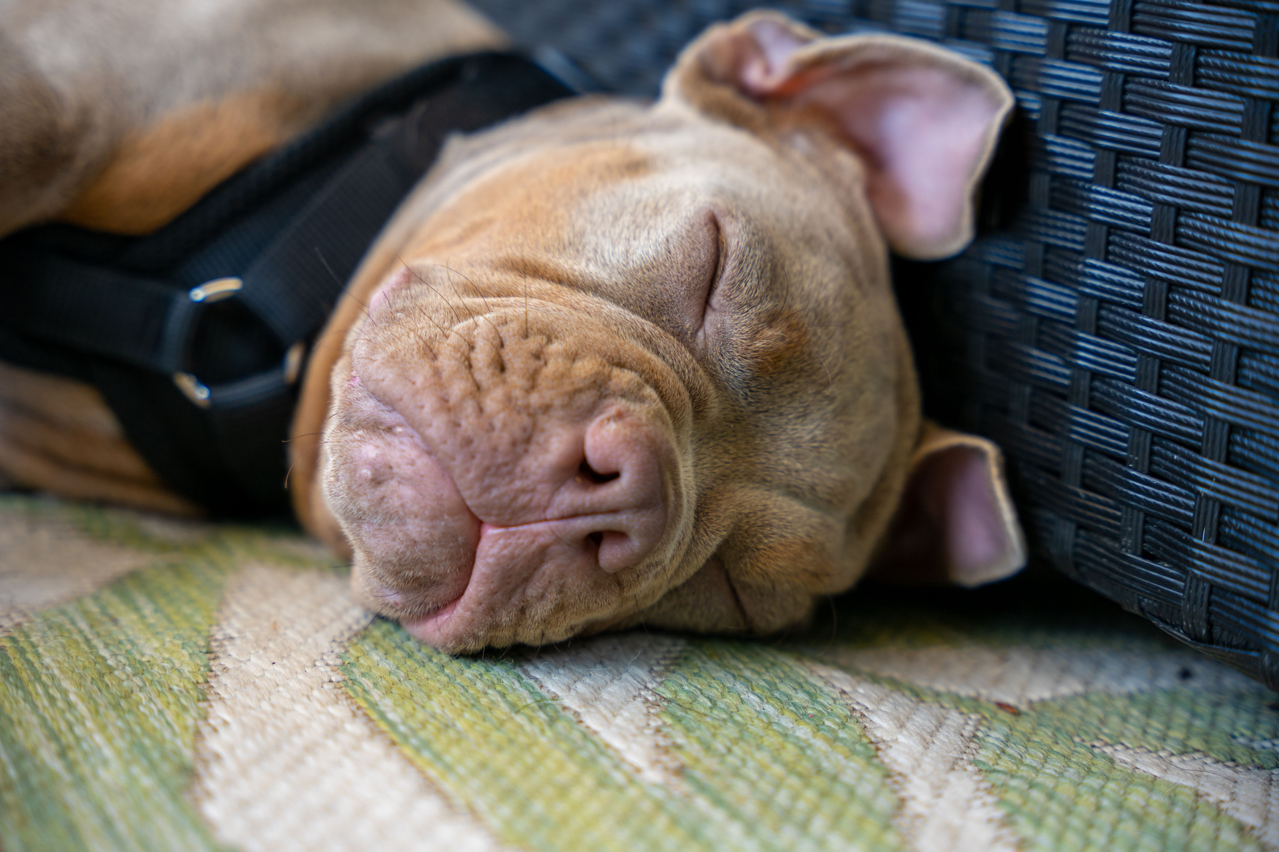Owner Leaves Dog Alone With Relaxing Music—Unprepared for What Petcam Shows