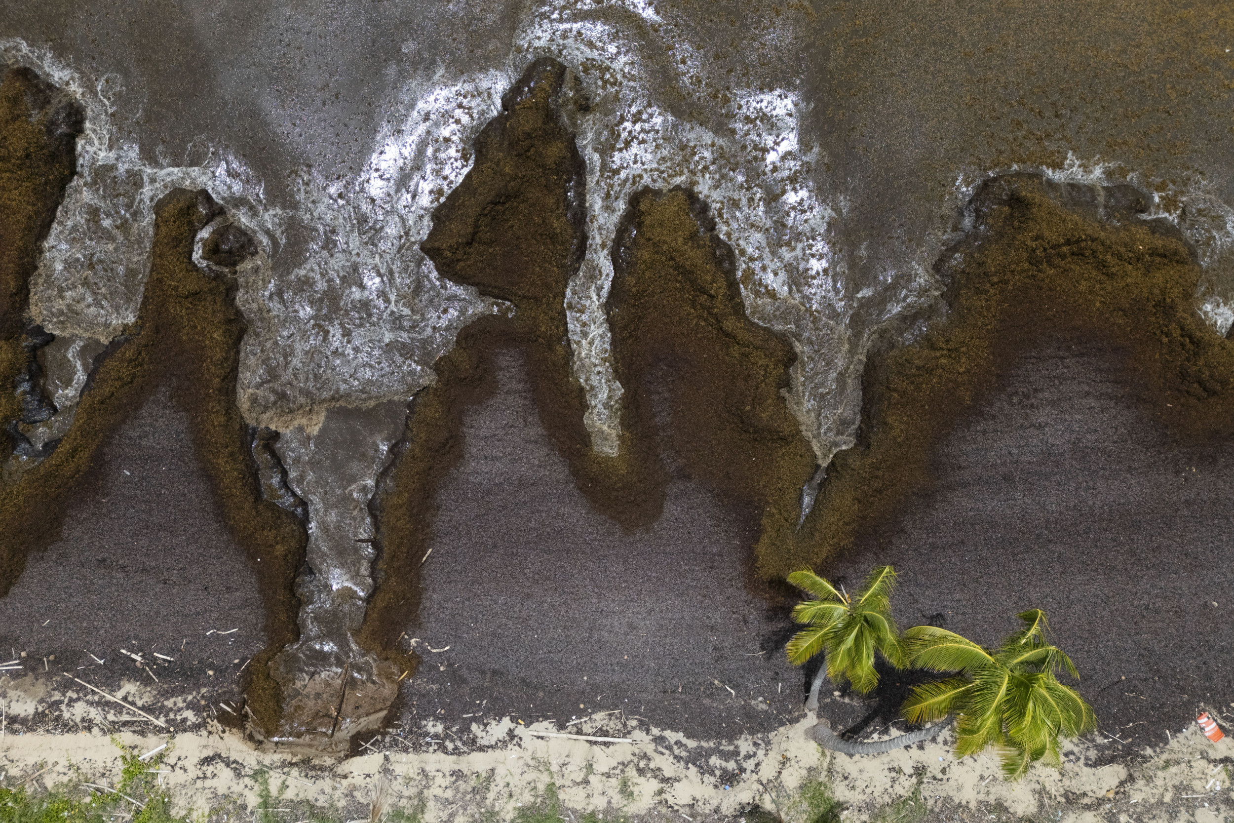Millions of Tons of Seaweed Could Soon Hit US