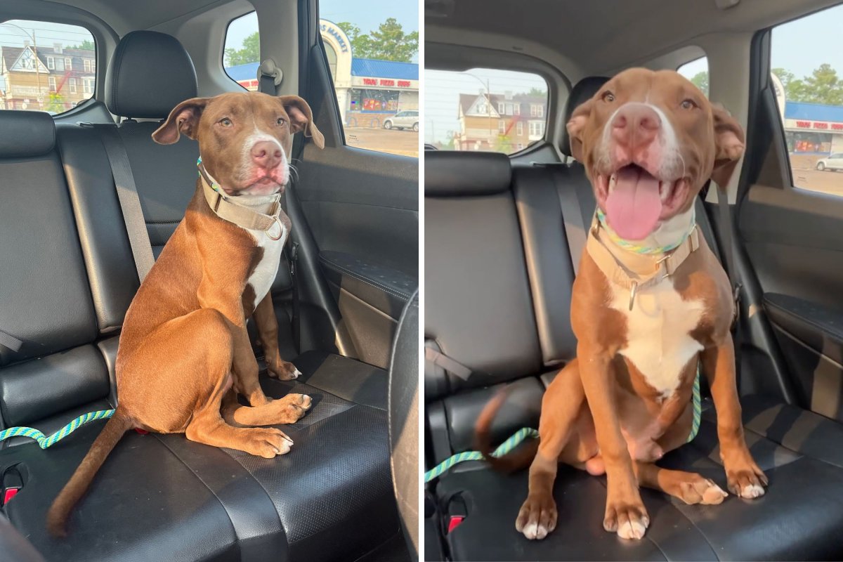 Rescue dog in car