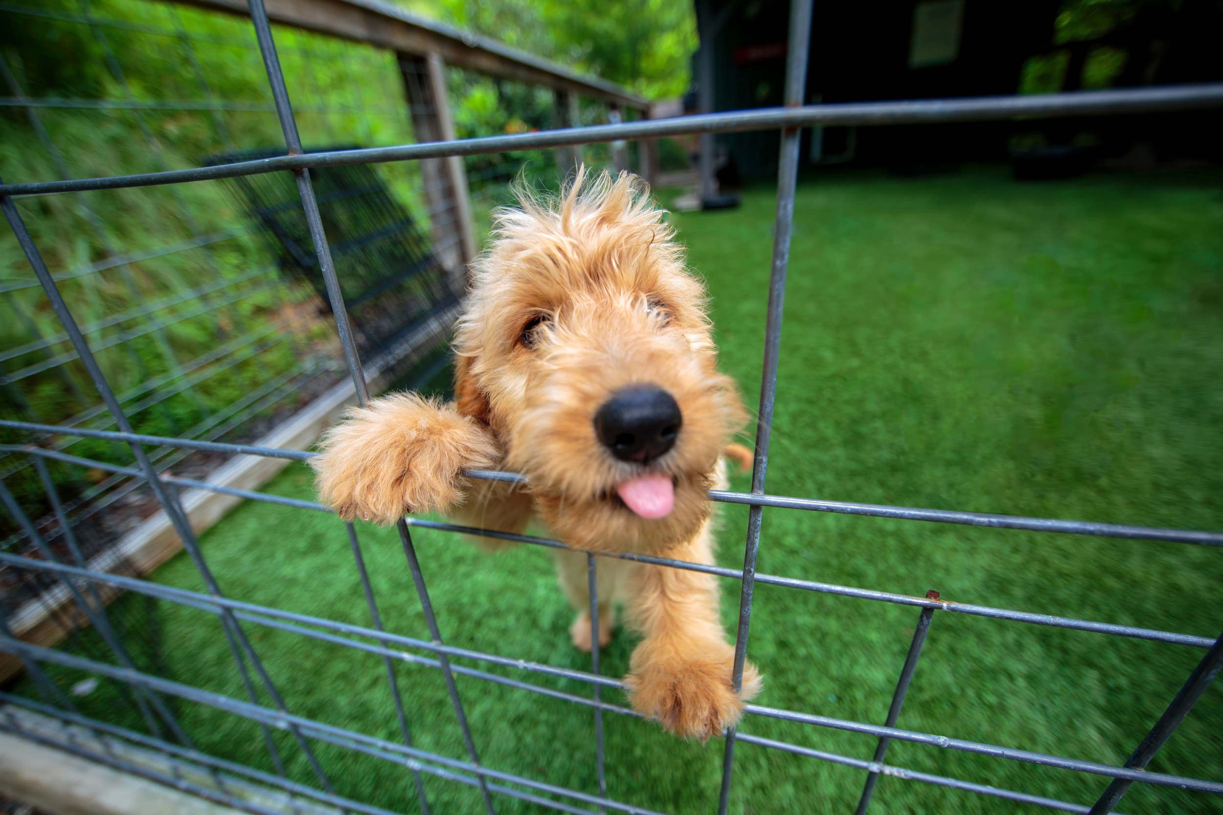 Hysterics Over What Dog Does to His Crate—Understood the Assignment