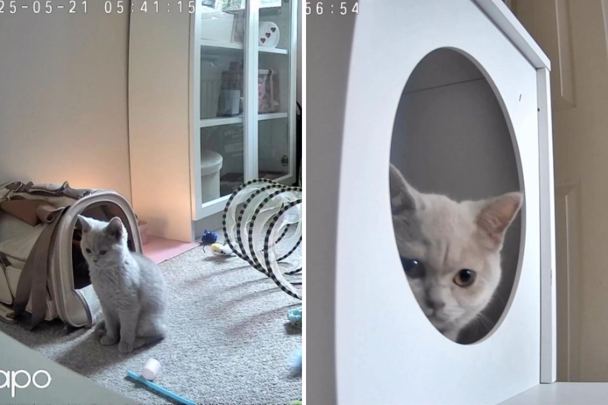 Cat Owner Checks Pet Cam While at Work—What She Sees Changes Everything