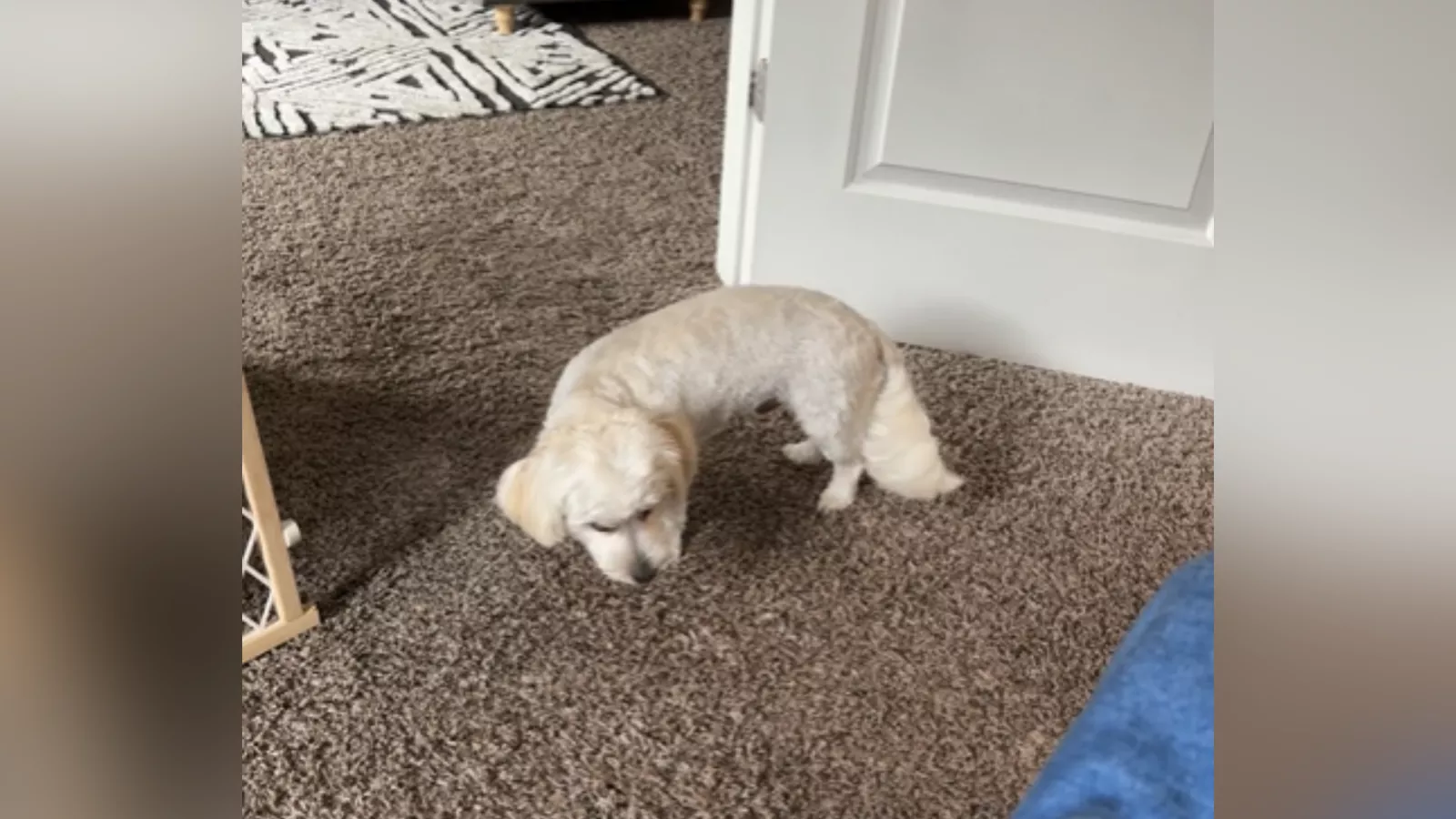 Puppy began to act strange after walk -- vet's diagnosis horrifies owner