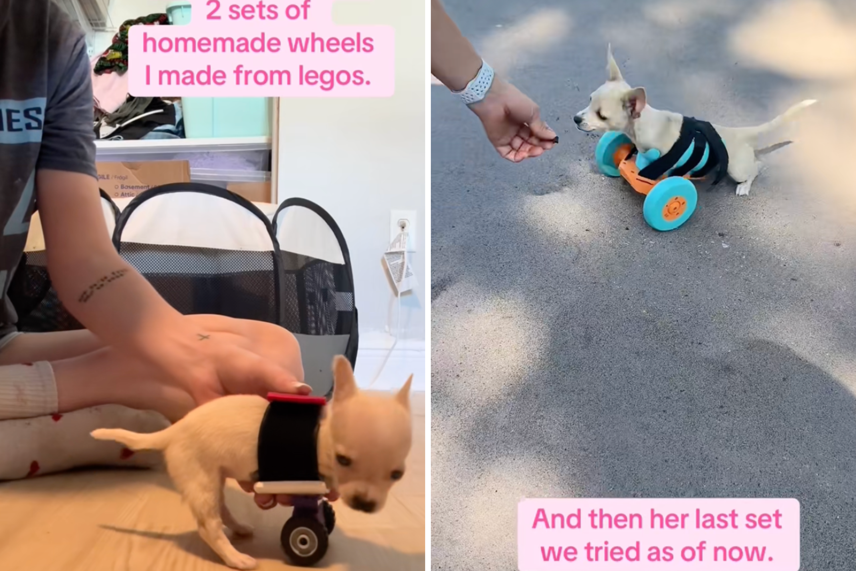 Woman finds puppy with no front paws at shelter, she knows what to do