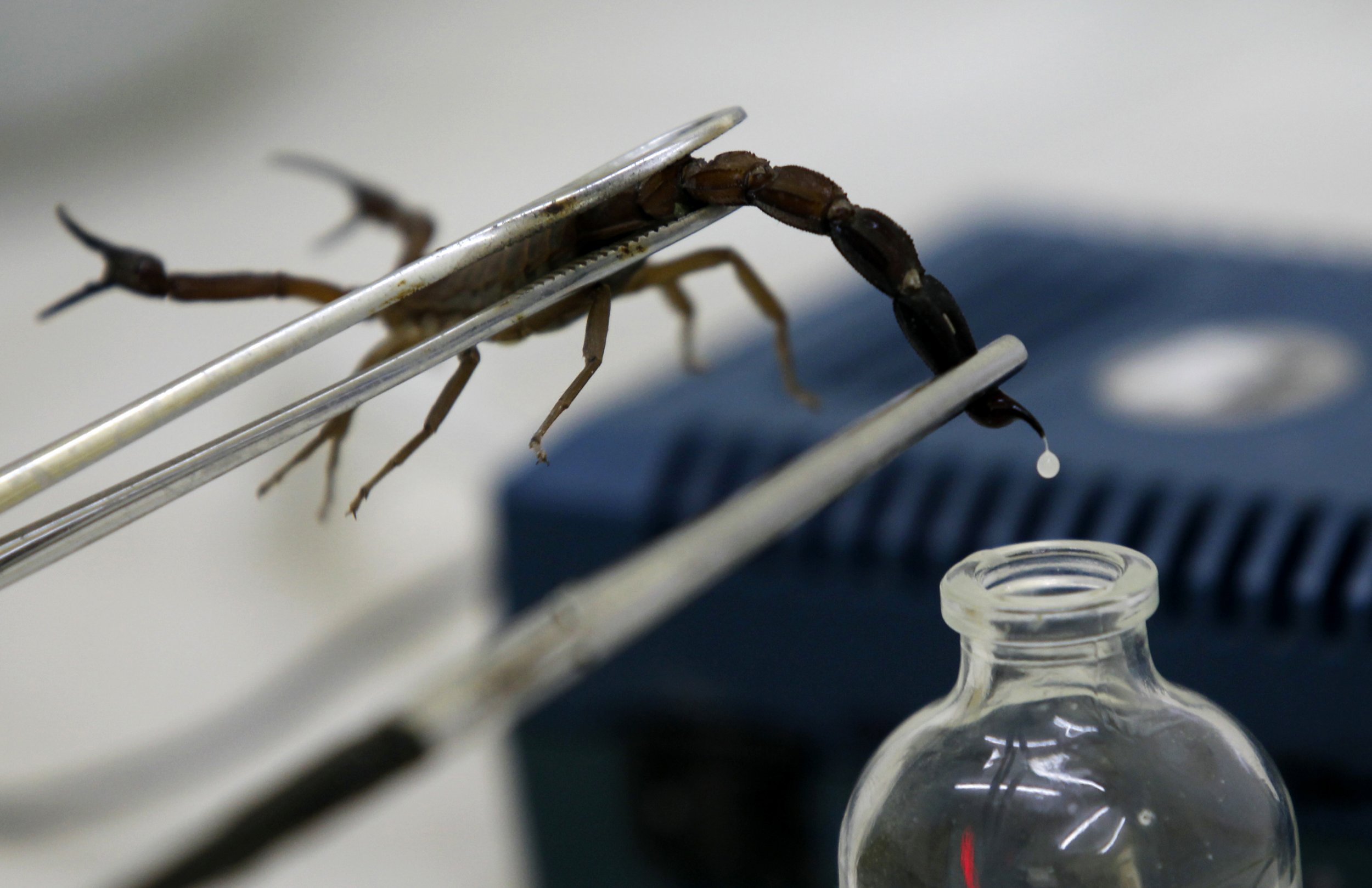 Venom being milked from a scorpion. scorpion-venom. 