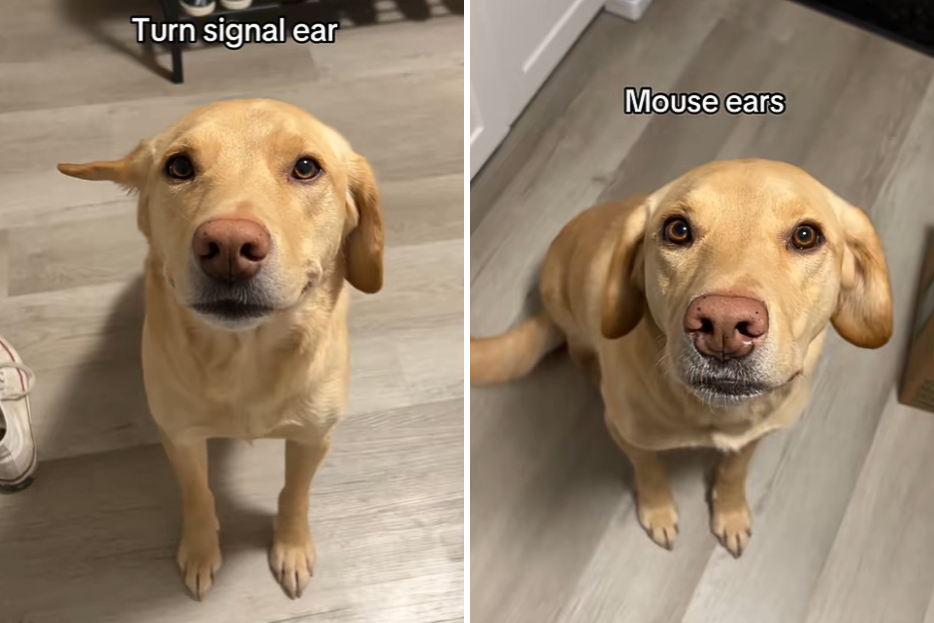 Golden Retrievers Ears Are So Expressive, His Owner Named Them