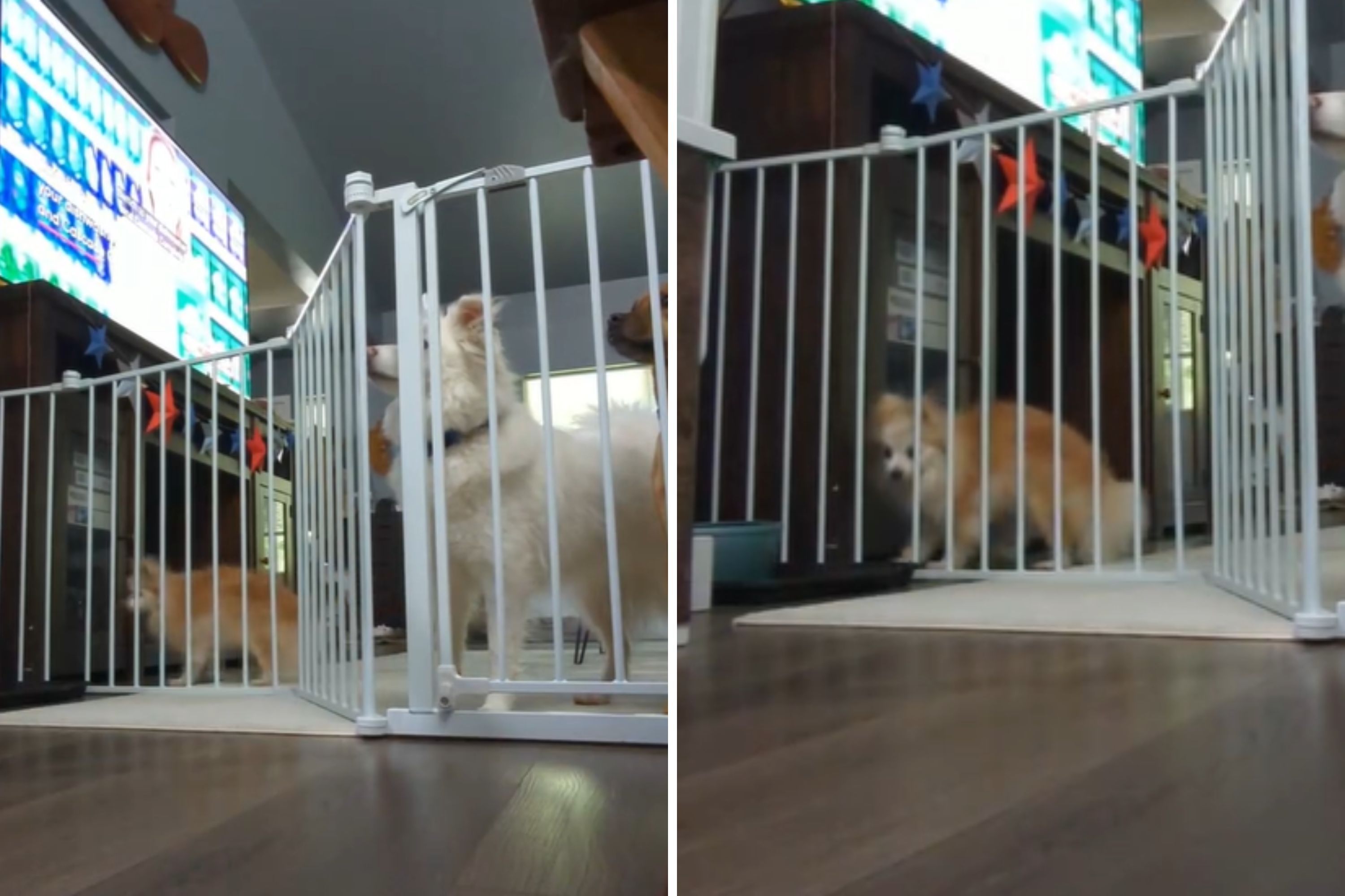 Woman Finds 16-Year-Old Pomeranian Keeps Escaping—So She Sets Up Hidden Cam