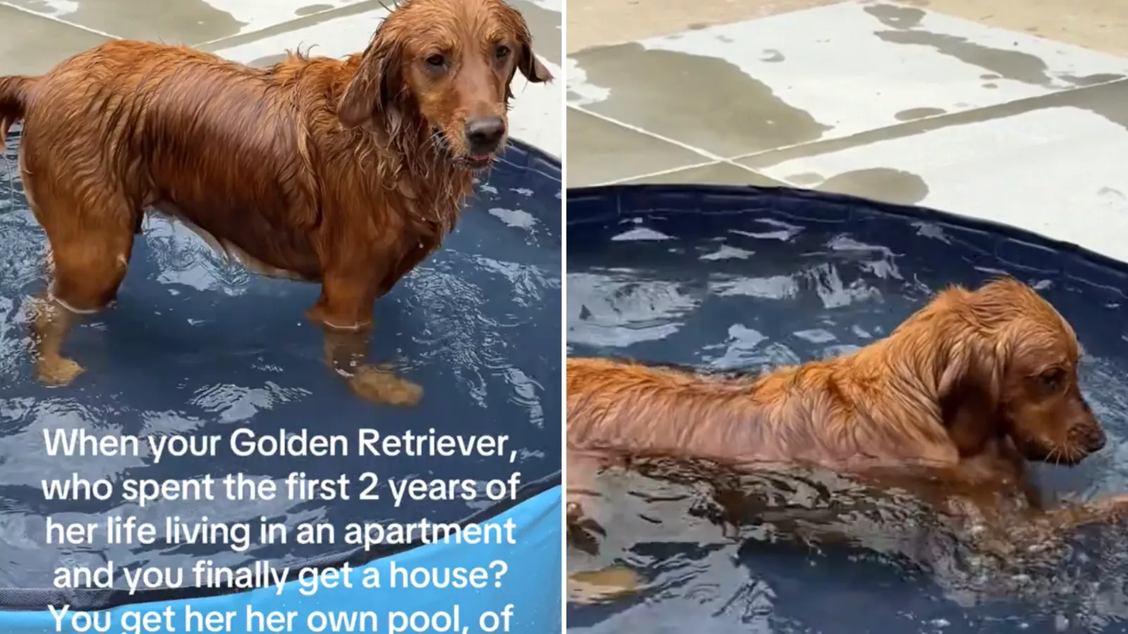 Apartment golden retriever gets back yard, then surprised with her own pool