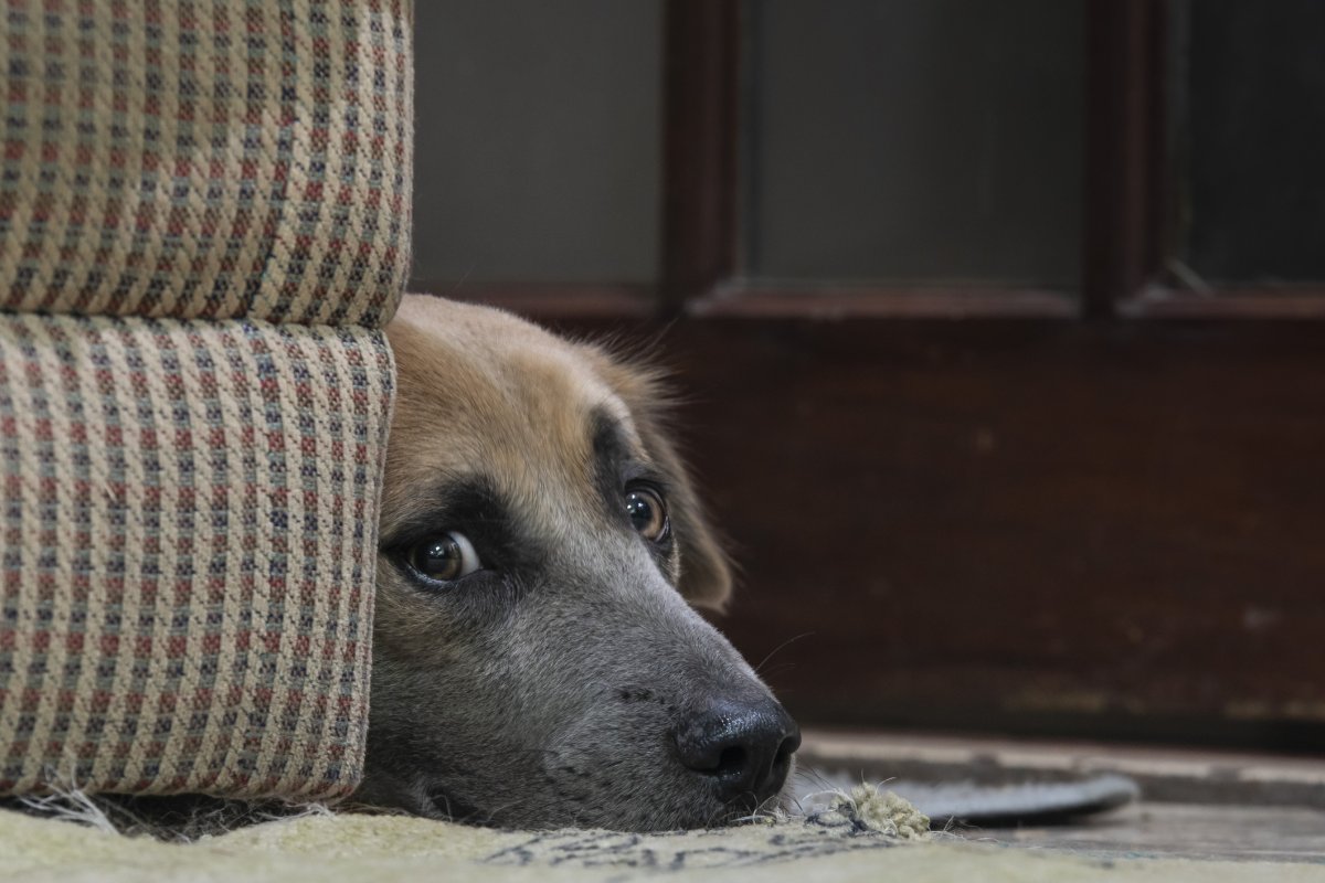 A dog lies behind furniture
