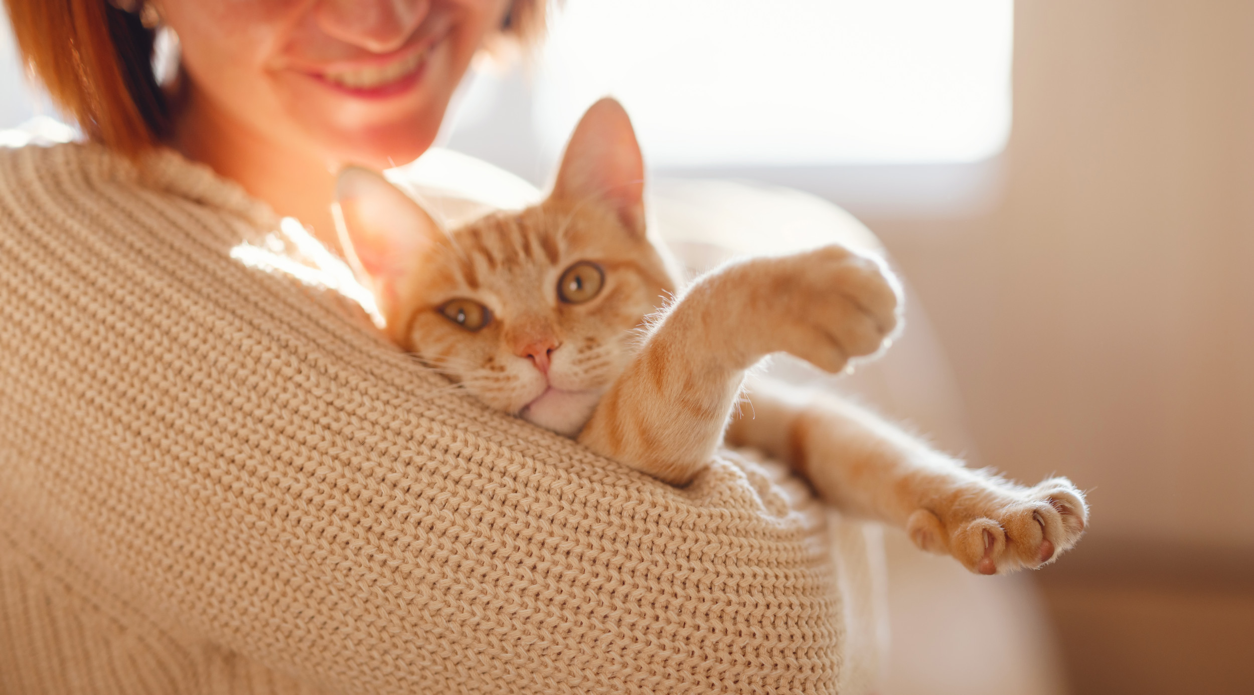 Cat Addicted to Cuddles Goes Full Stealth Mode— Internet Obsessed