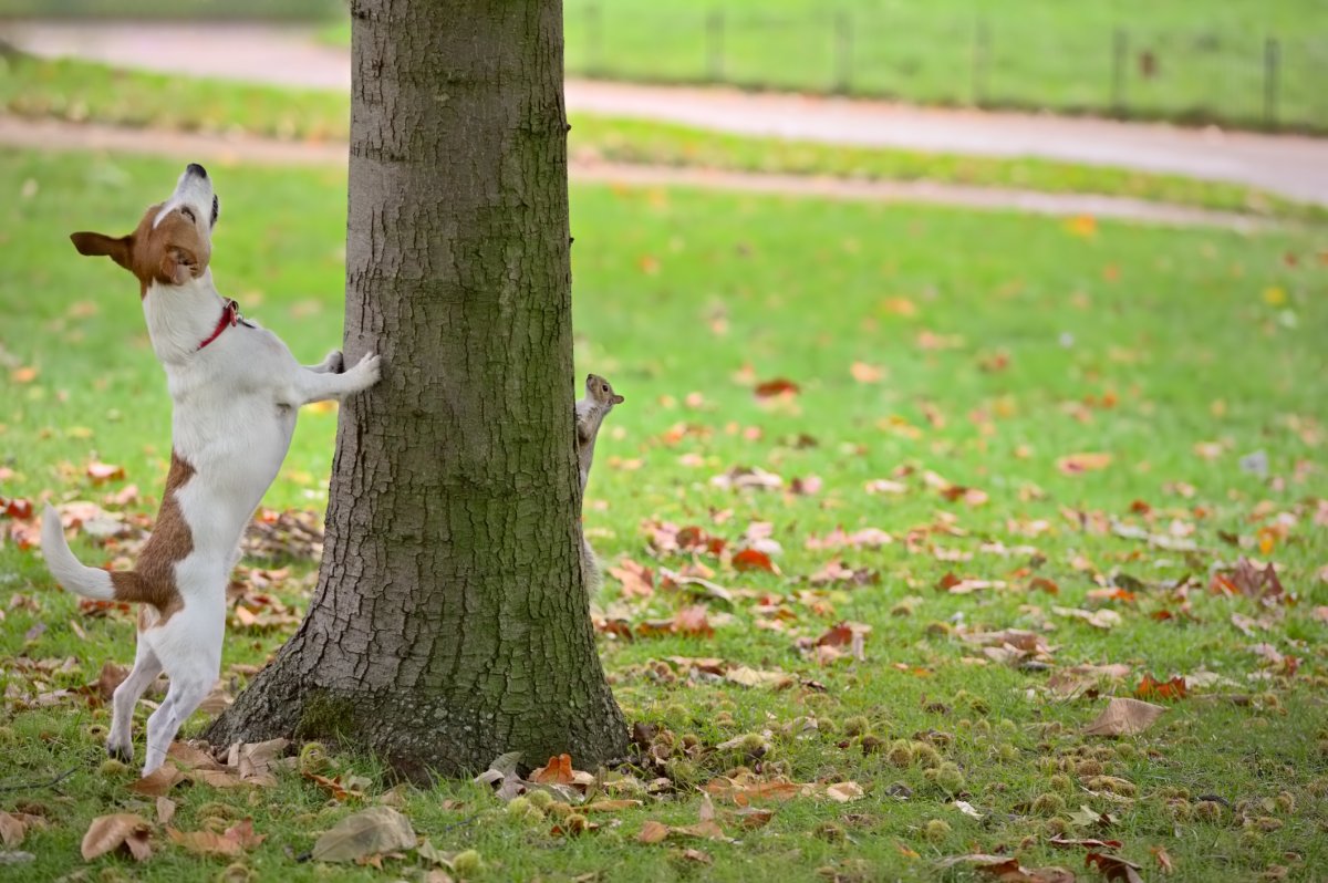 Stock image of dog chasing squirrel.