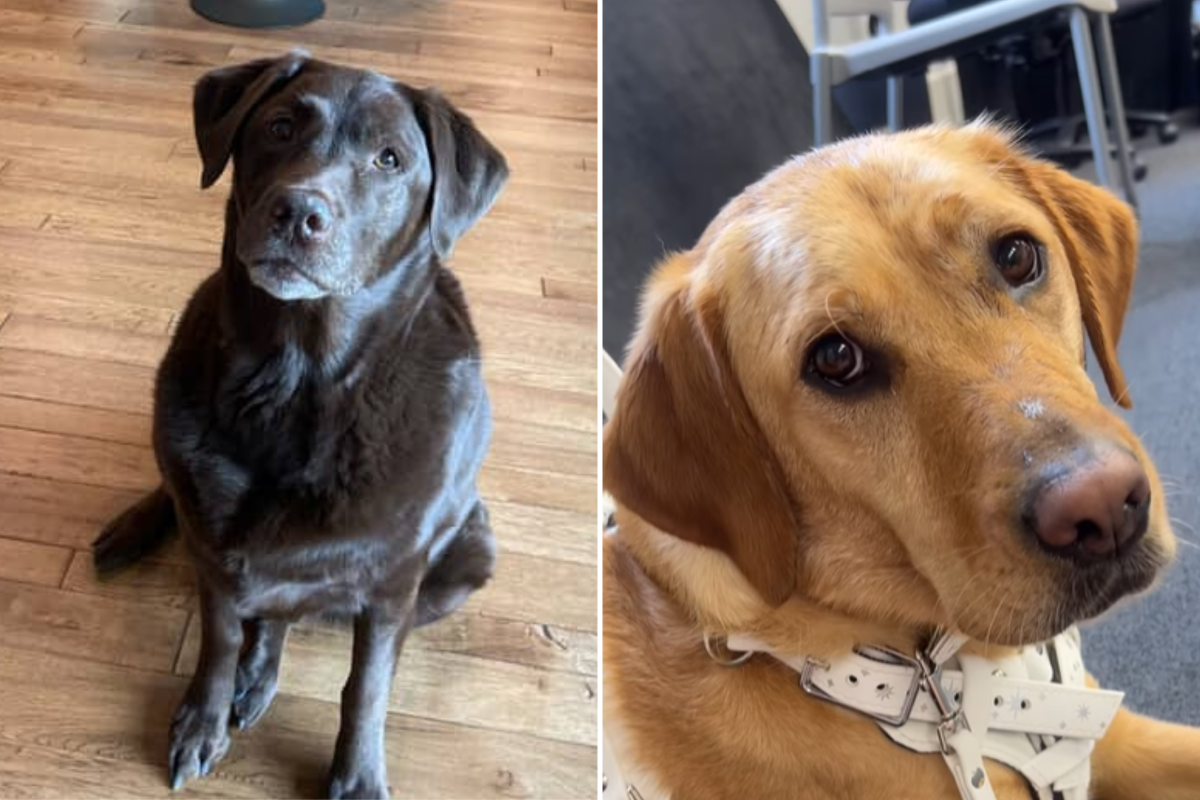 Jackson and Sadie
