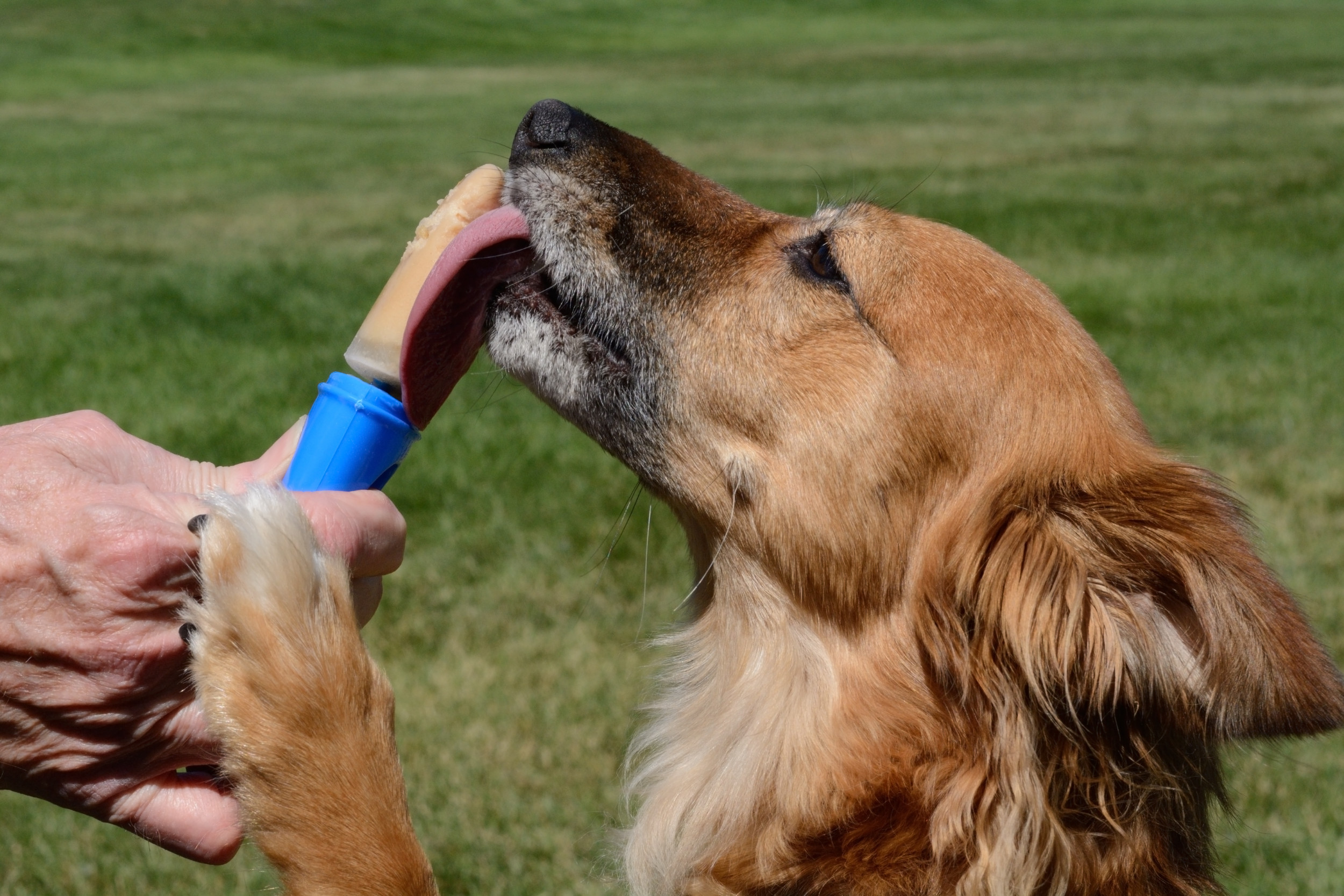 Dog’s Backyard Surprise: Owner’s Reaction Goes Viral