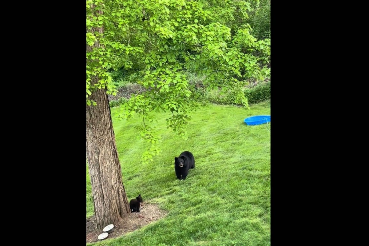 Woman Buys a Kids’ Pool and Leaves It in Her Garden—Then the Bears Appear