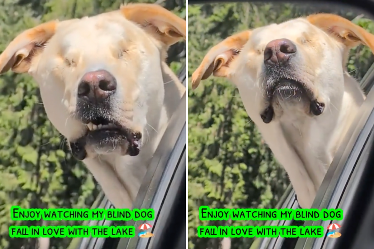 Steven the dog.