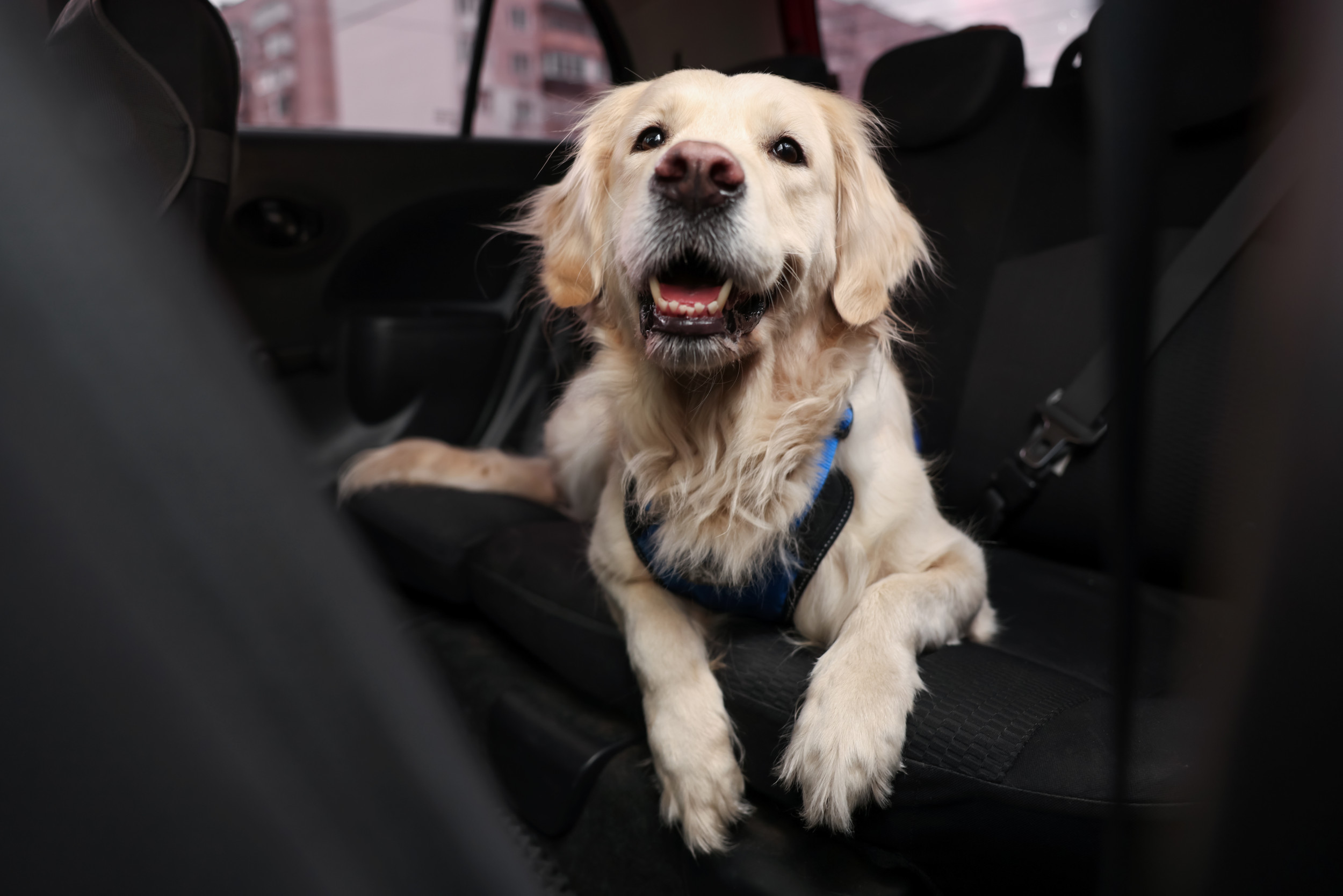 Hysterics as Owner Forced Into Backseat of Car by Passenger Princess Dog