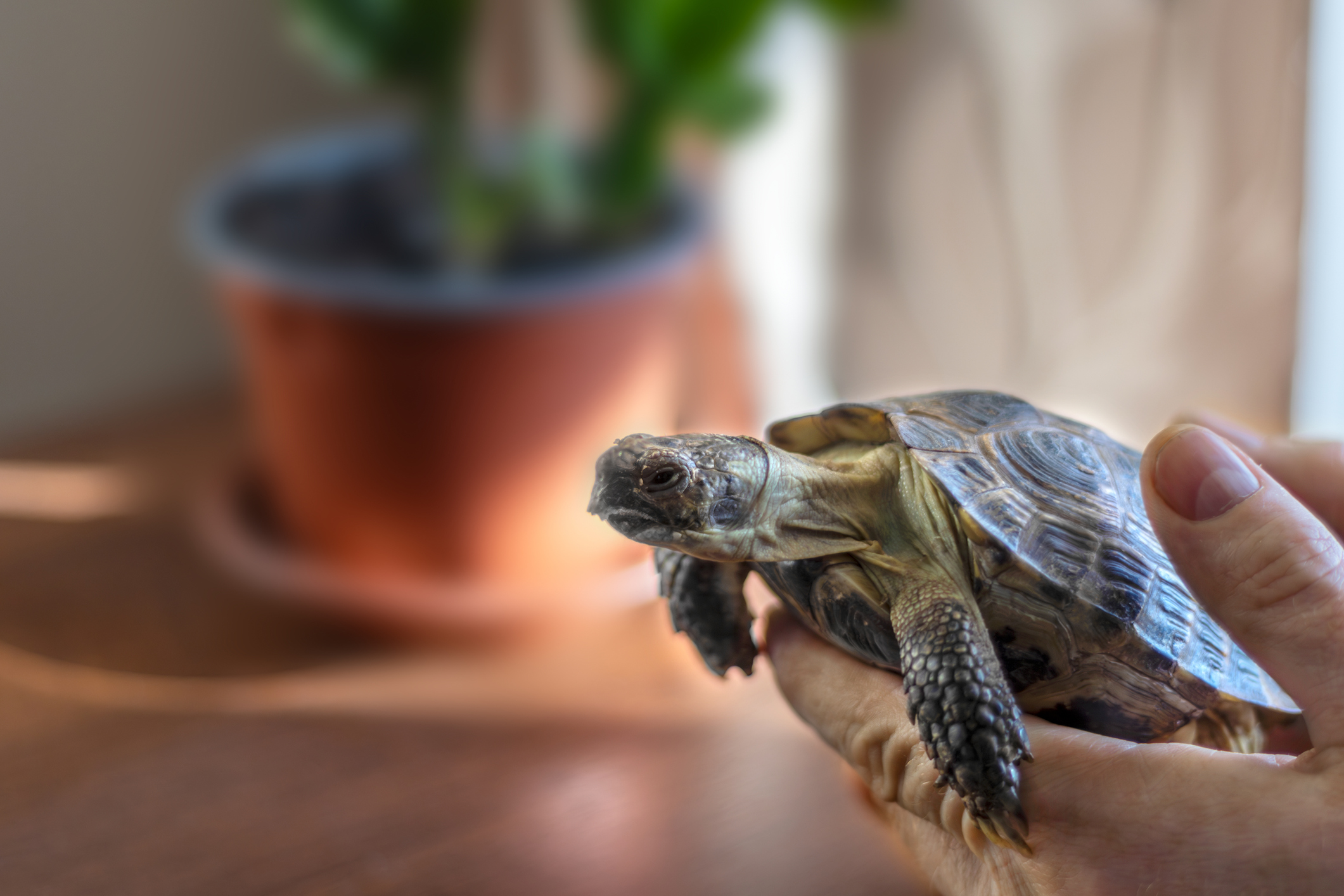 Teacher Told Kids Are Getting Animal Therapy, Unprepared for What Arrives