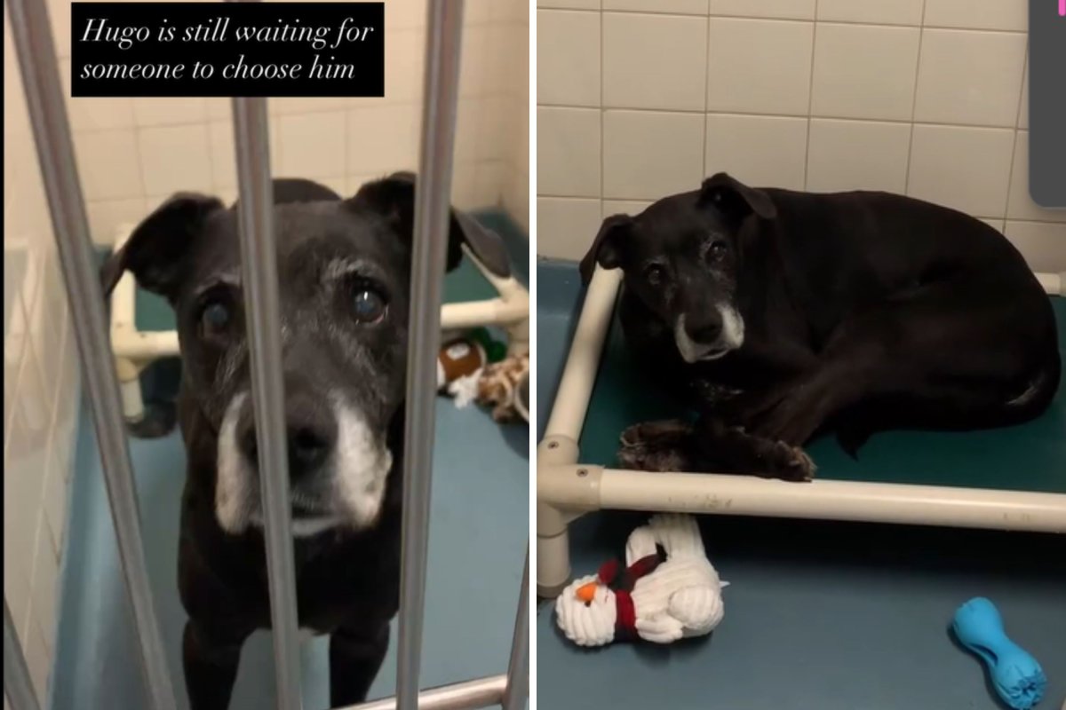 Senior dog in London shelter