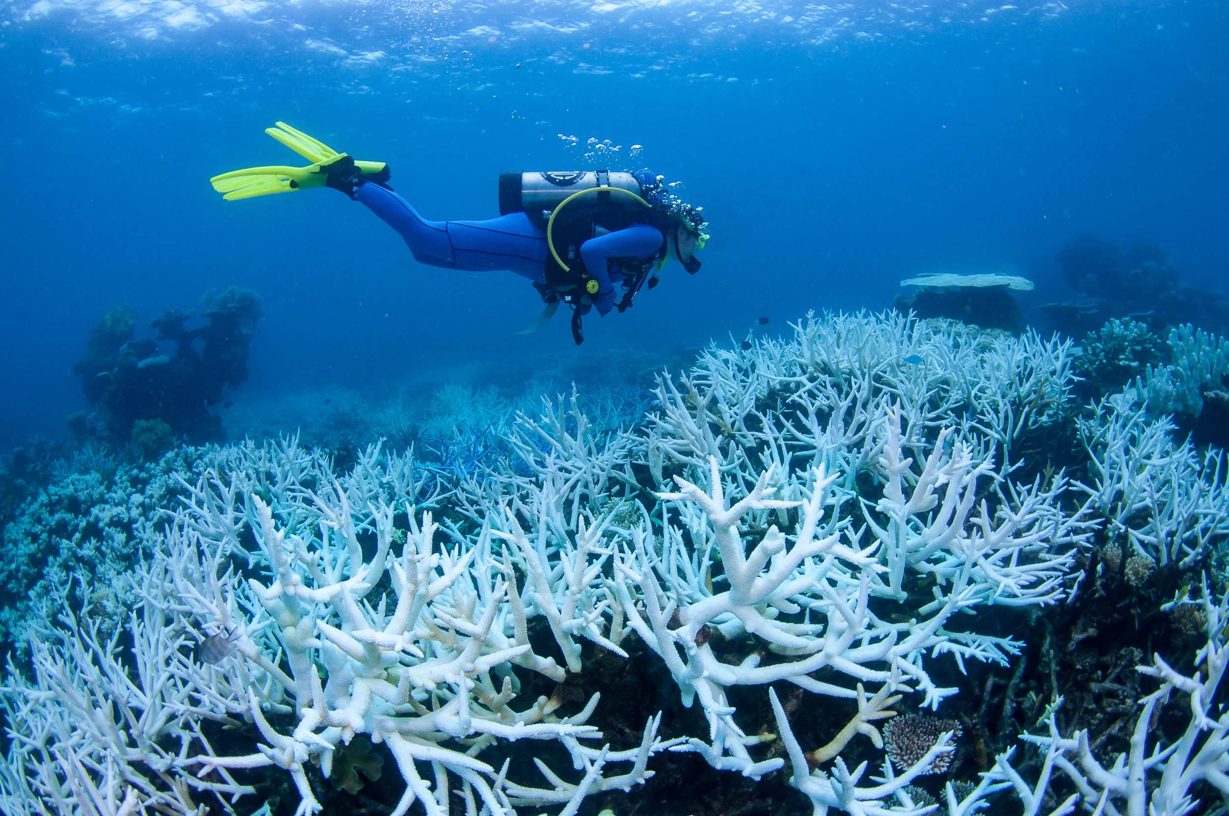 Climate Crisis 'Evil Twin' Is Coming for Marine Life