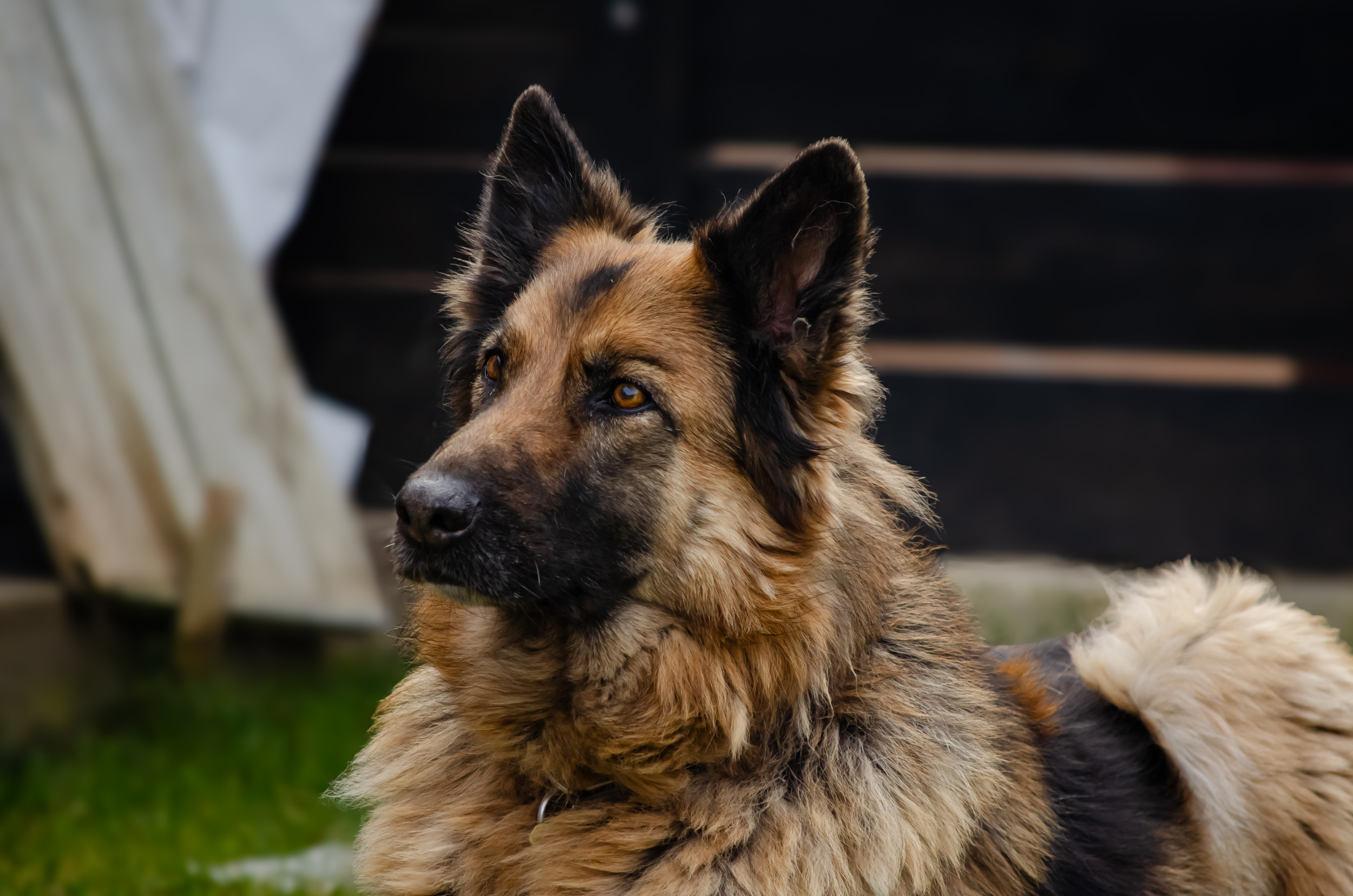 Owner Tries Gentle Parenting on Foster Dog—German Shepherd Has Thoughts