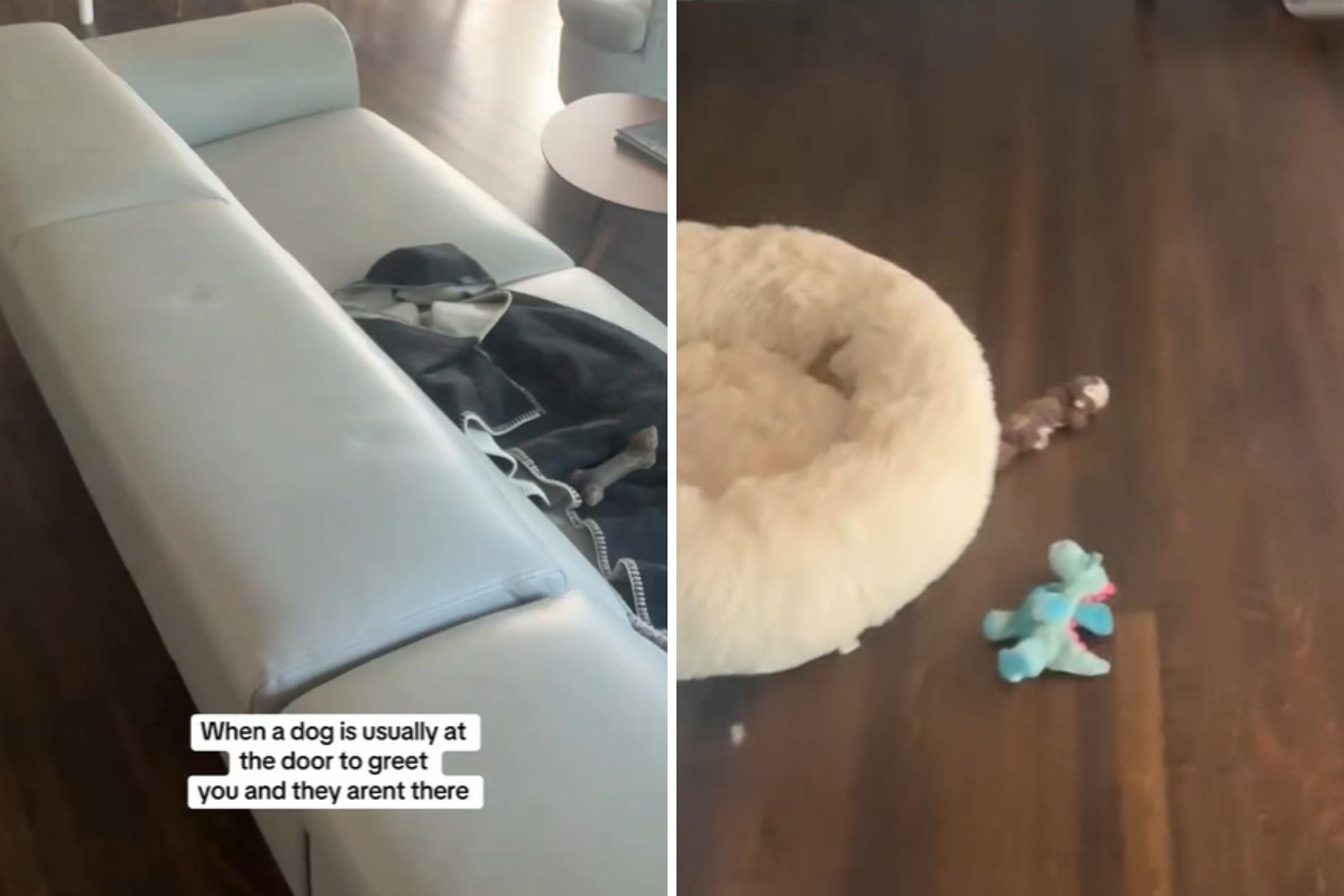 Dog Walker Arrives, Has Absolute Worst Feeling Over What She Finds