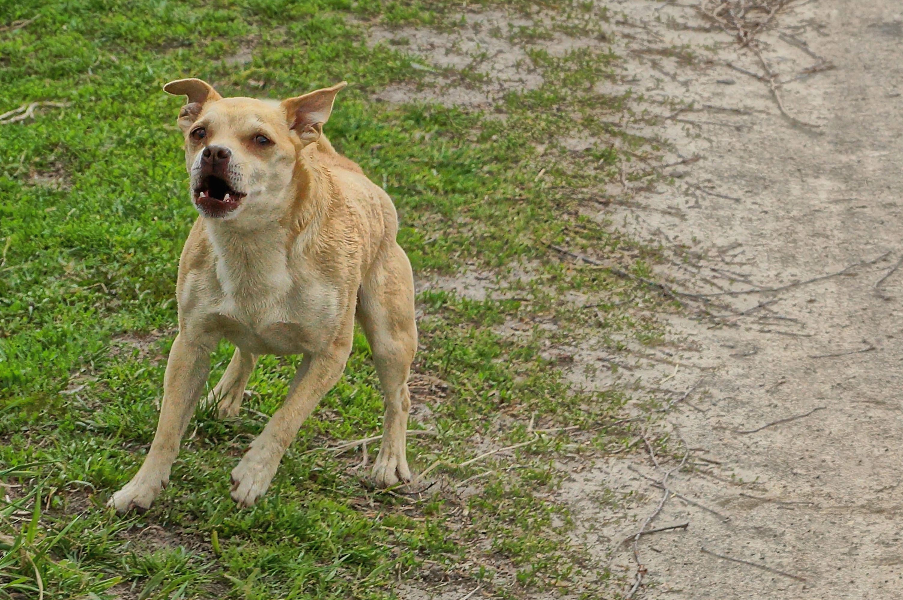 Reason Small Evil Dog Chases Van Delights Internet