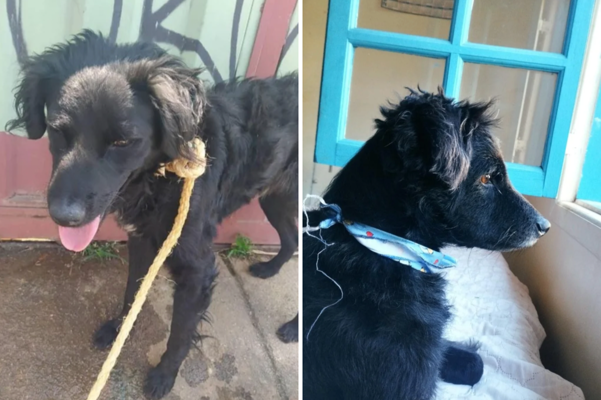 Split image of Pipoca,