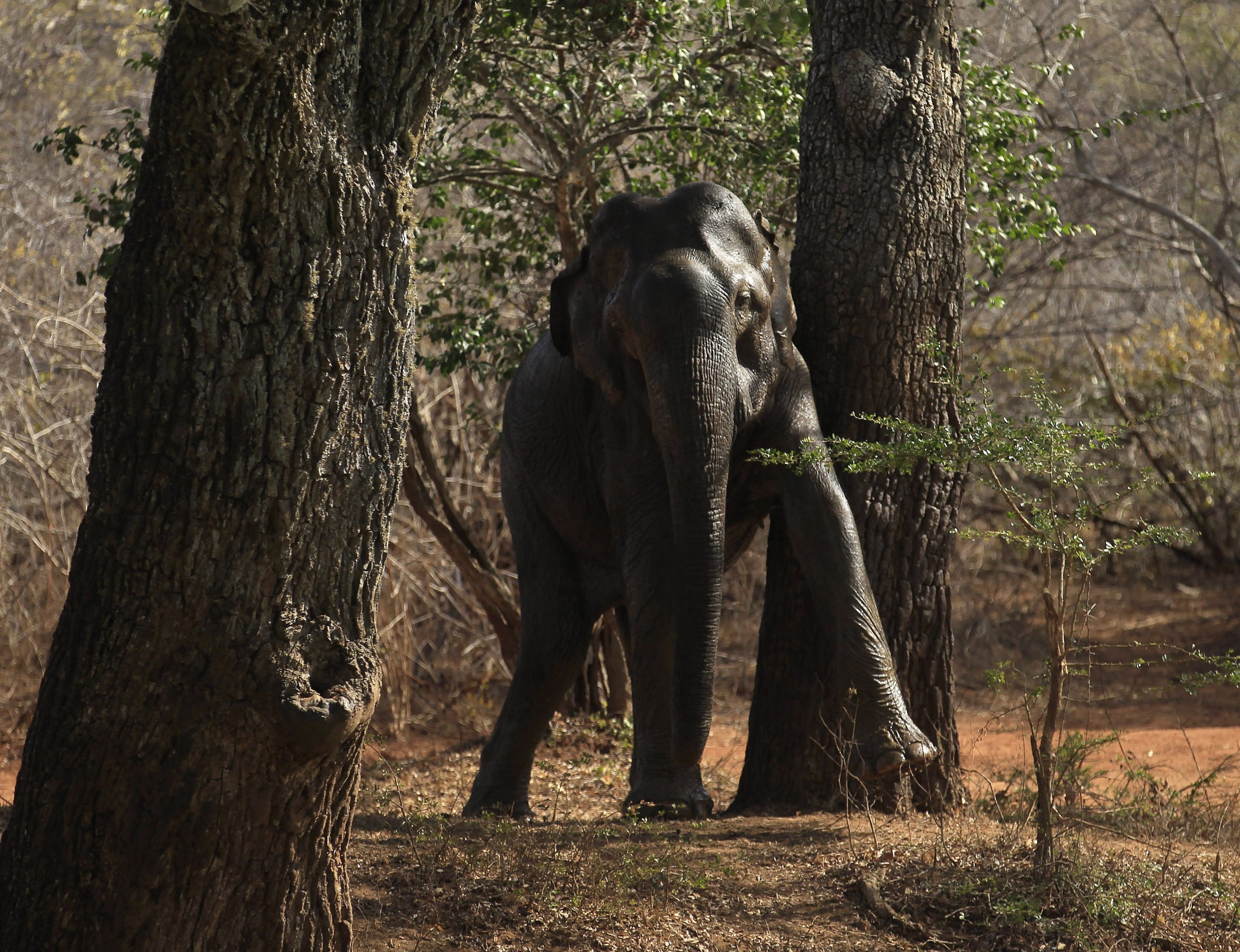 The World's Most Expensive Coffee Comes From Elephant Poo