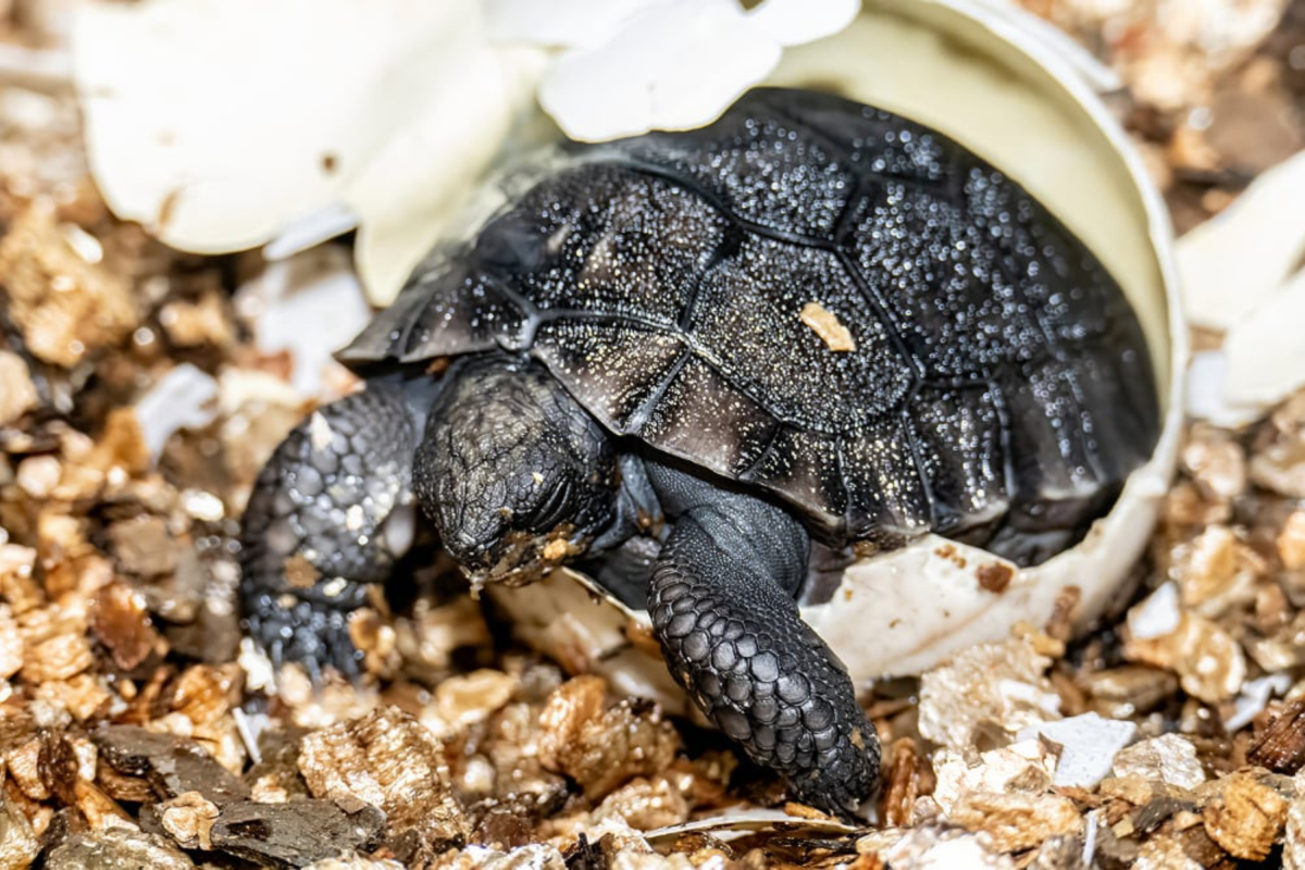 Galapagos Tortoise