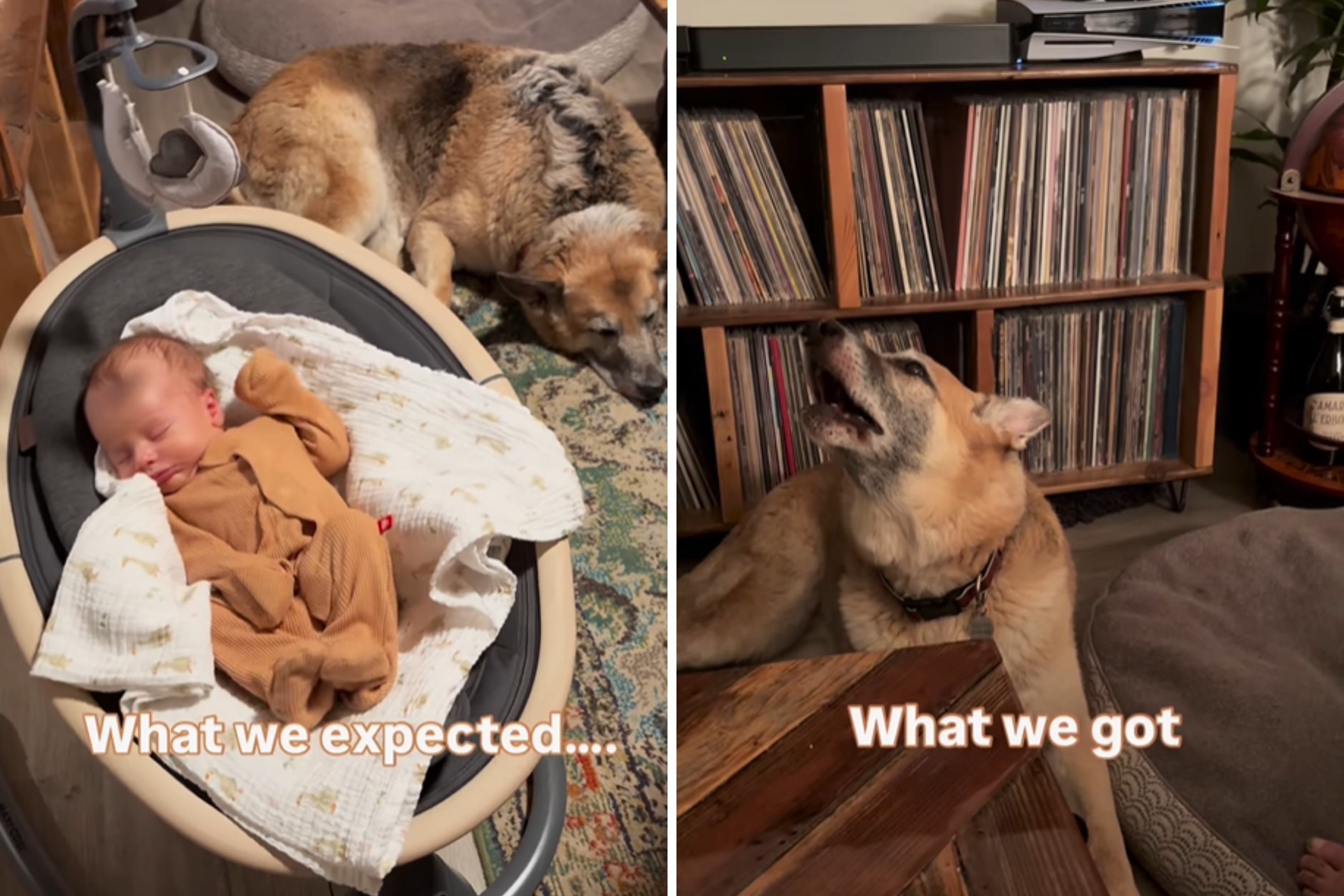Parents Imagined a Perfect Life With Baby and Dog—Then Chaos Broke Out