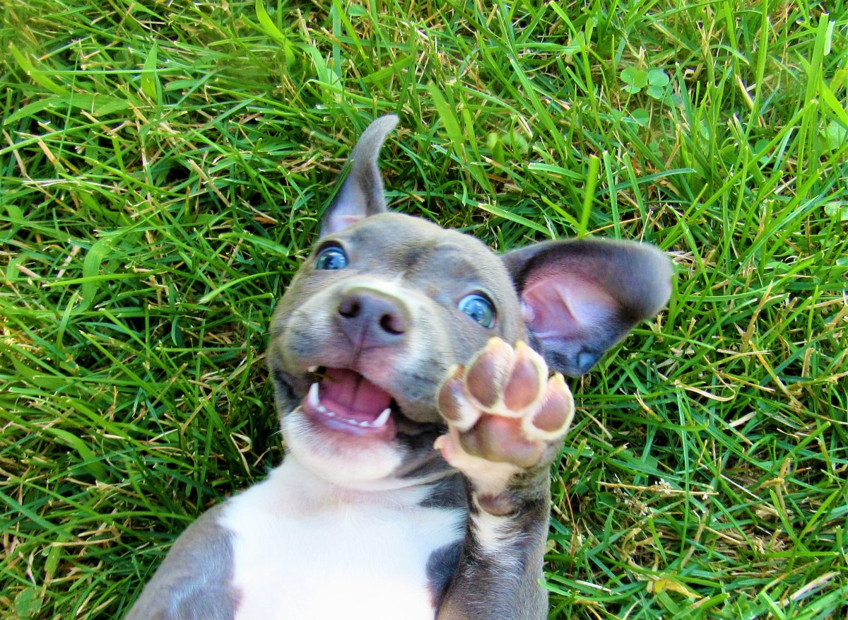 Puppy’s Reason for Pretending To Be ‘Lazy’ Leaves Viewers in Hysterics