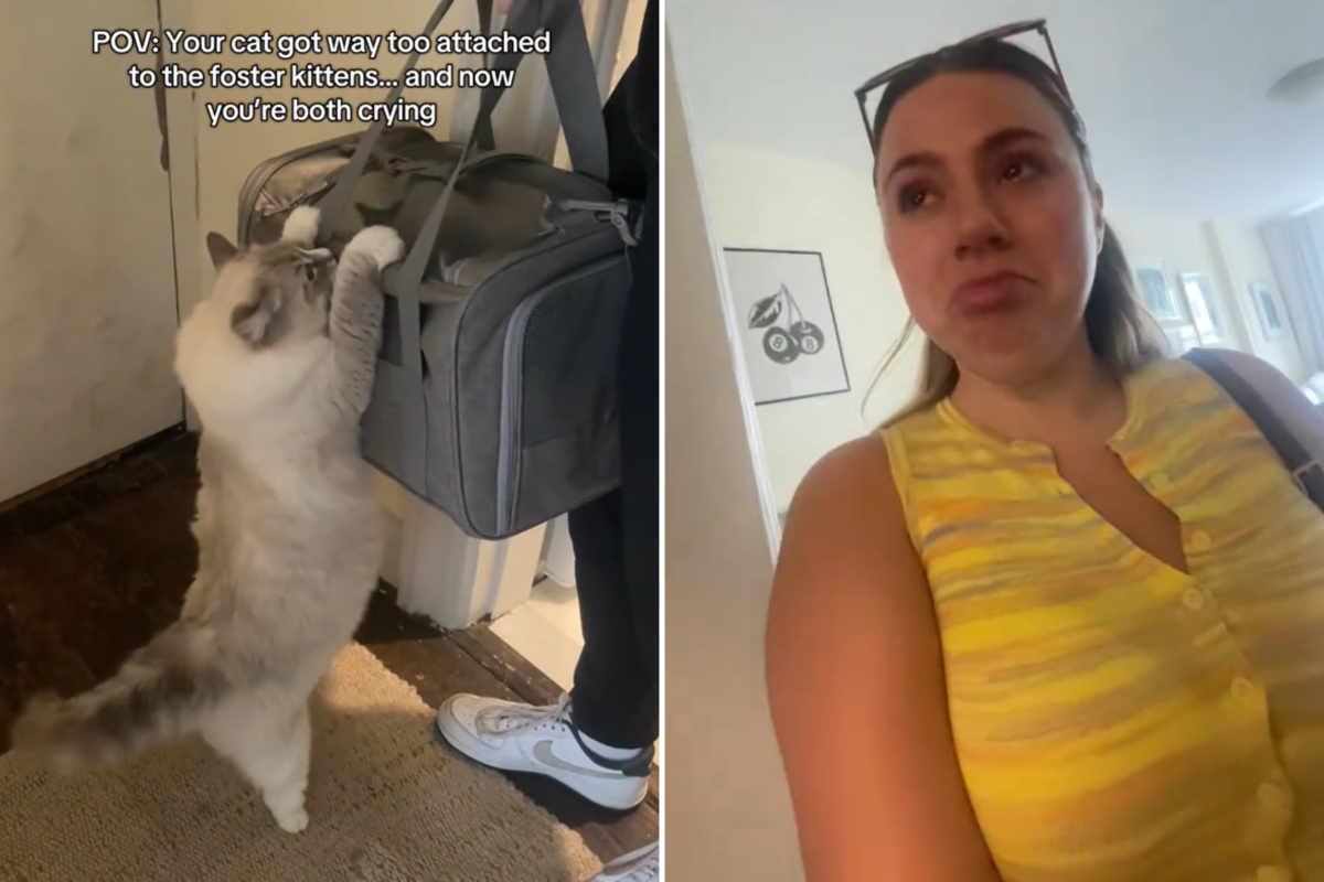 Martini the cat